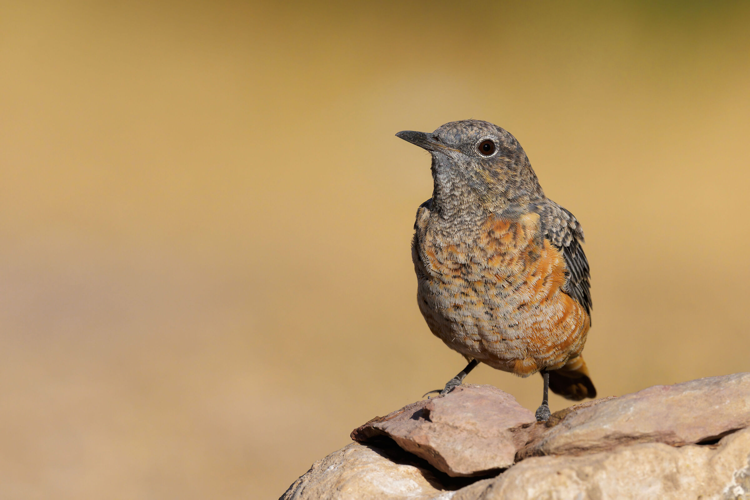 Codirossone (Monticola saxatilis)
