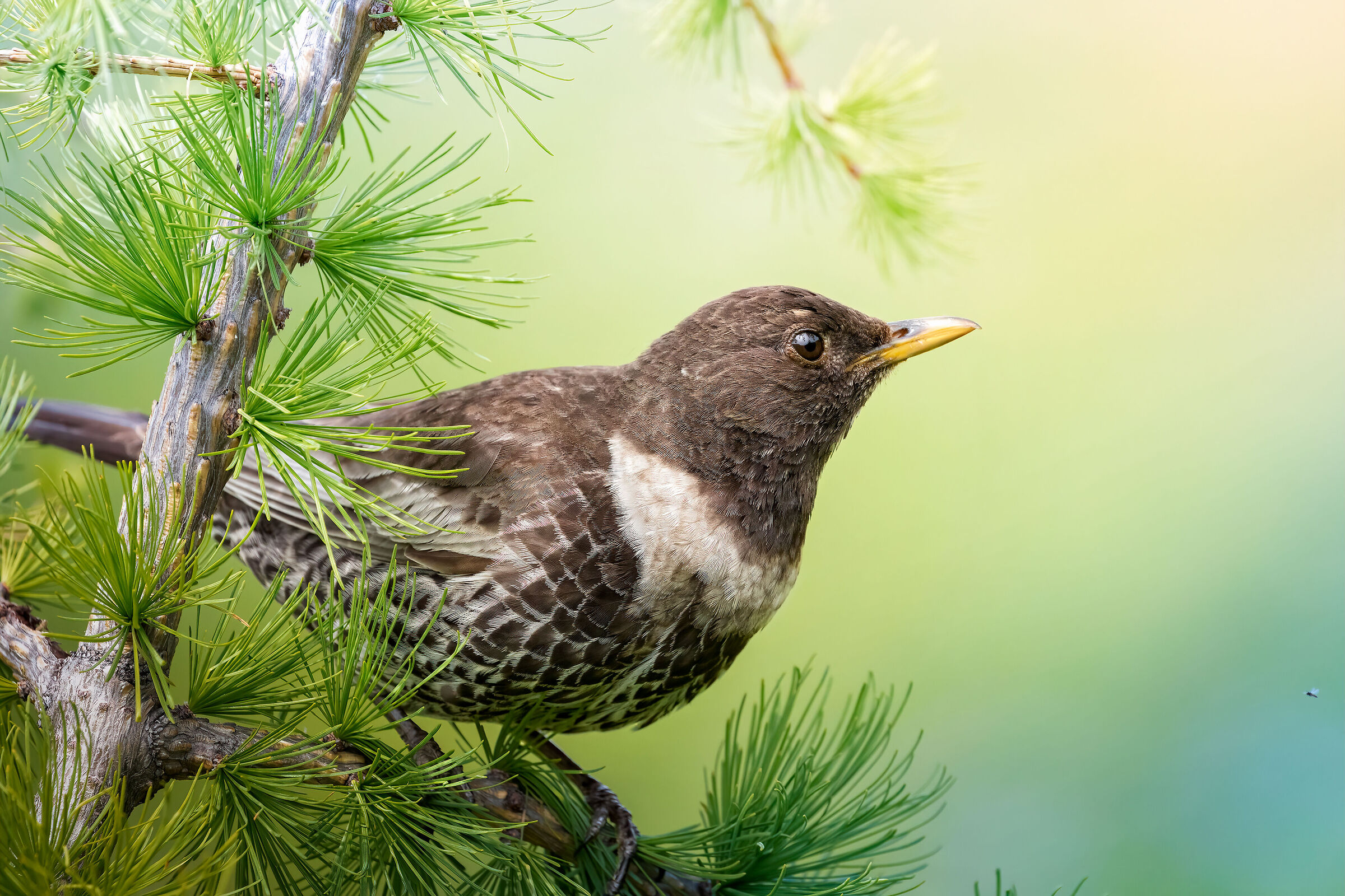 A white crescent stands out among the mountain larch trees