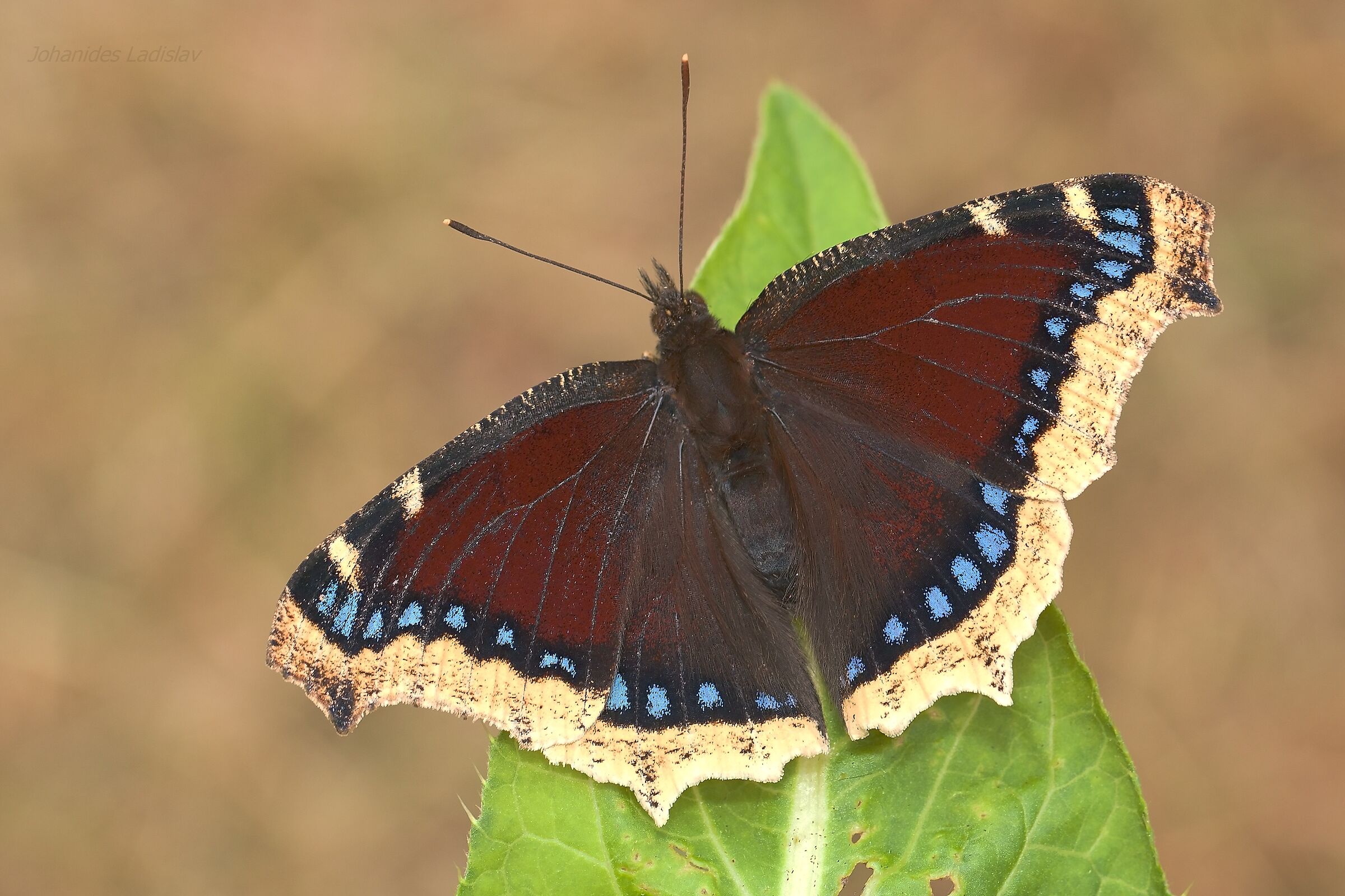 Nymphalis antiopa