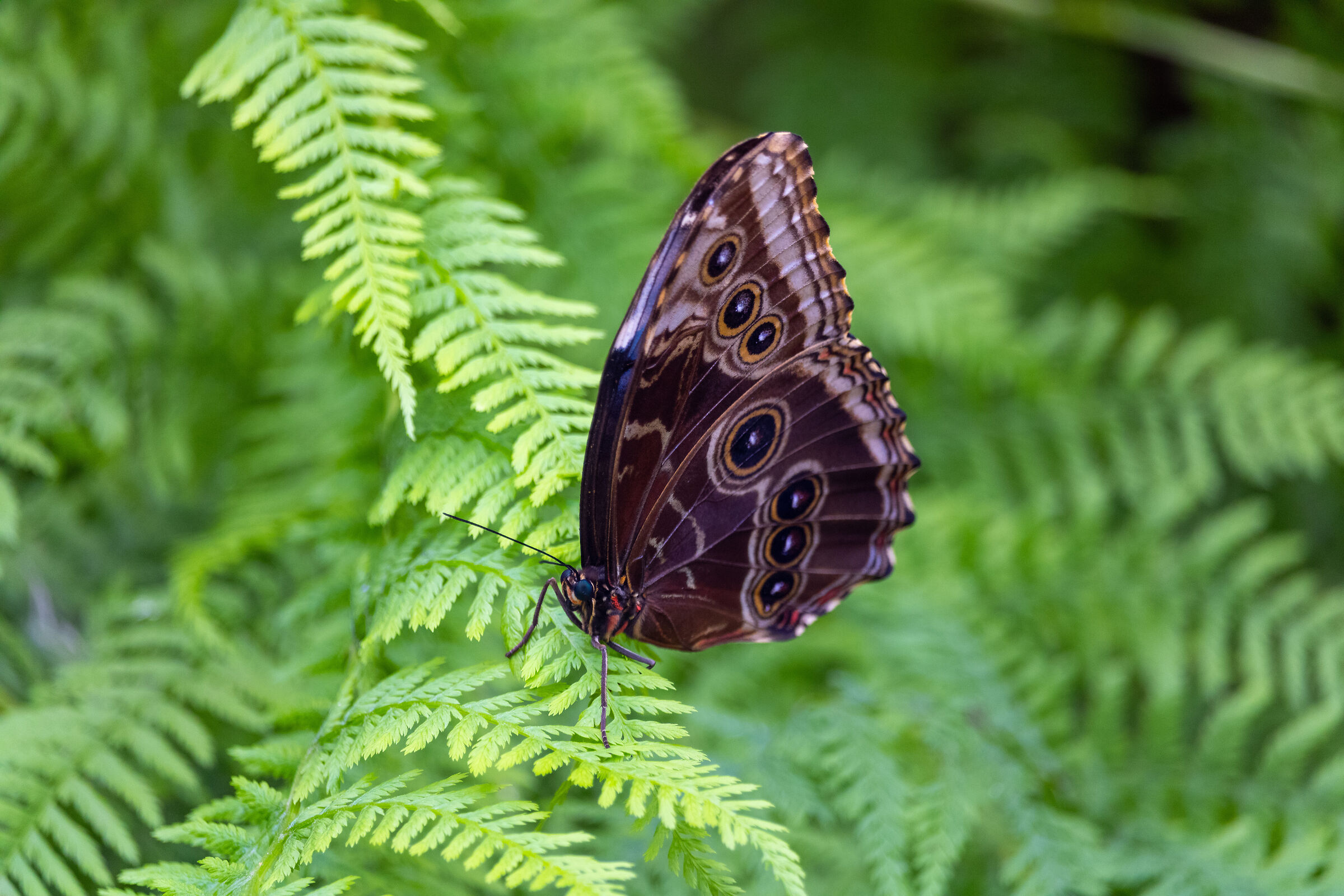 Morpho peleides