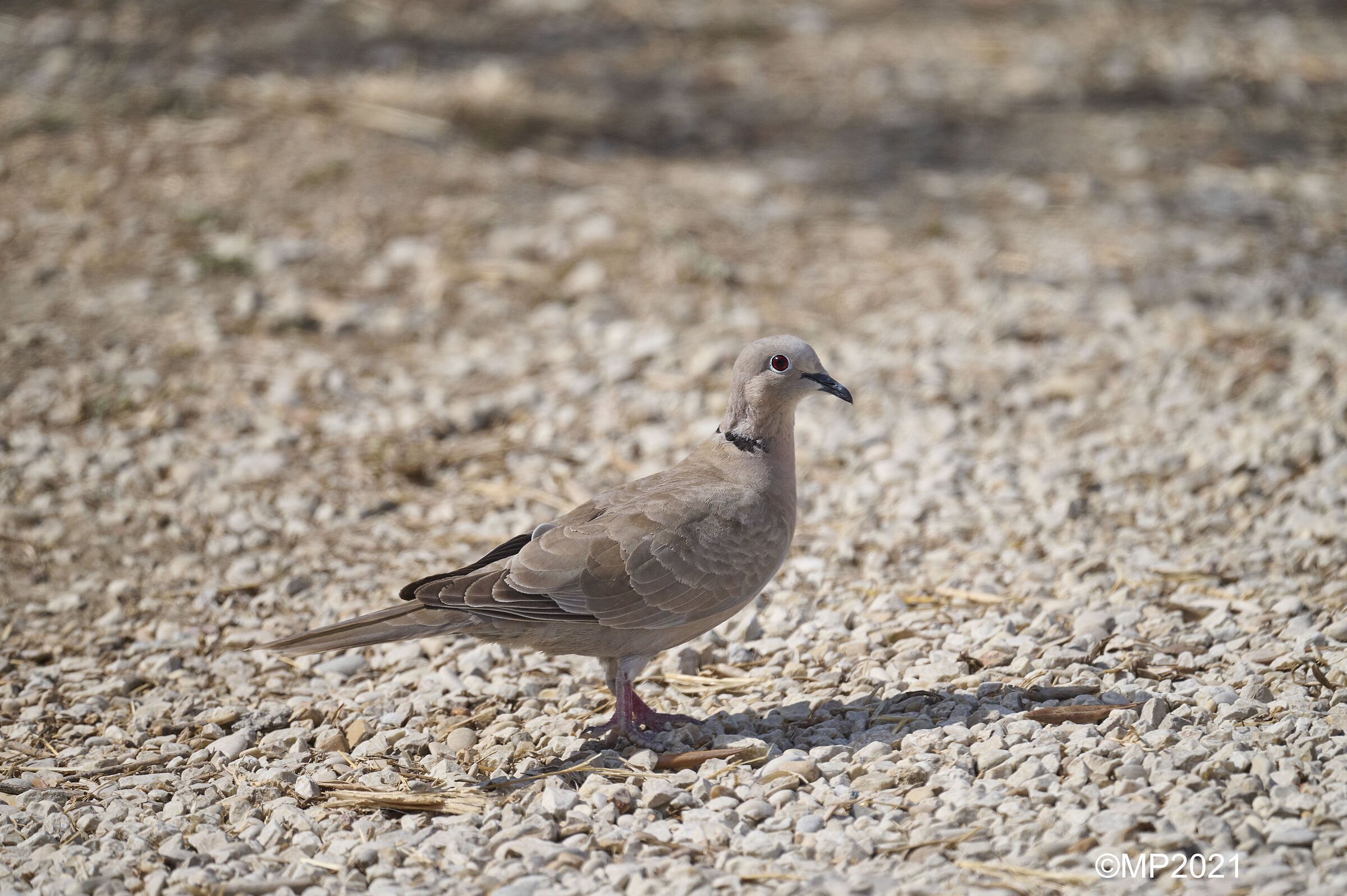 Eastern Collared Dove