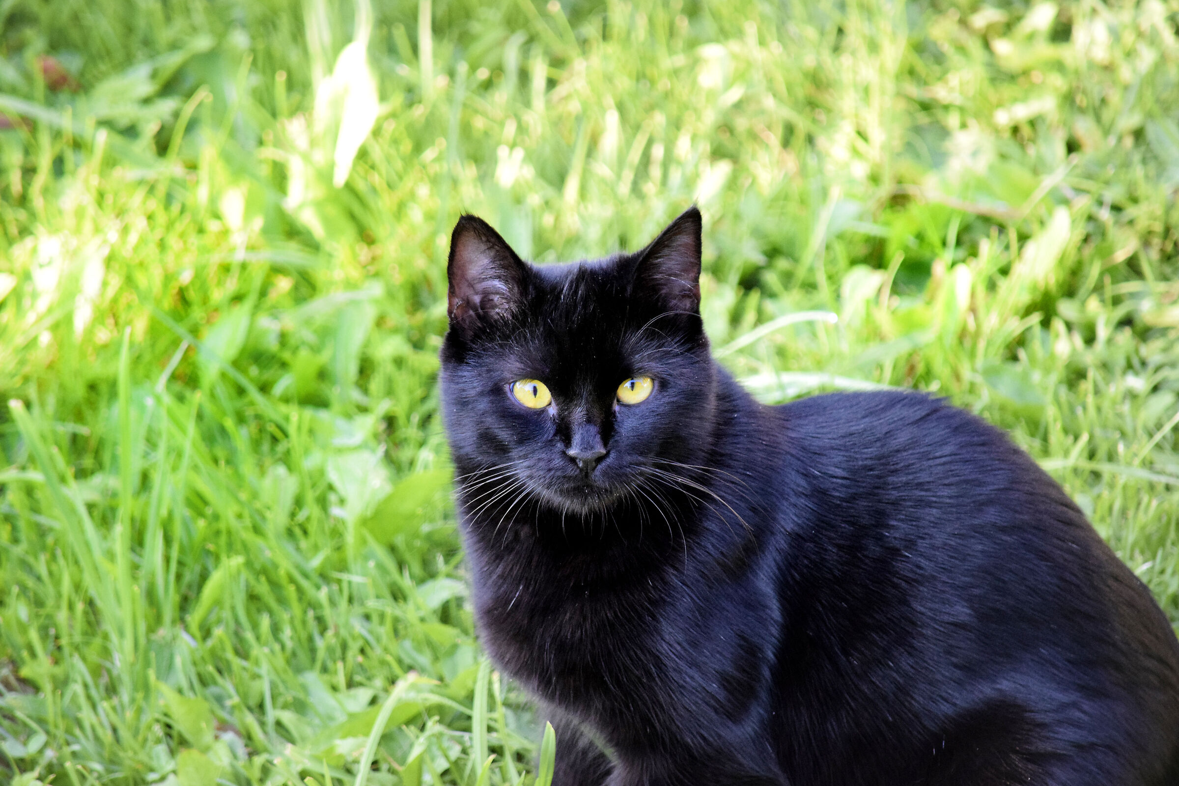 kitty