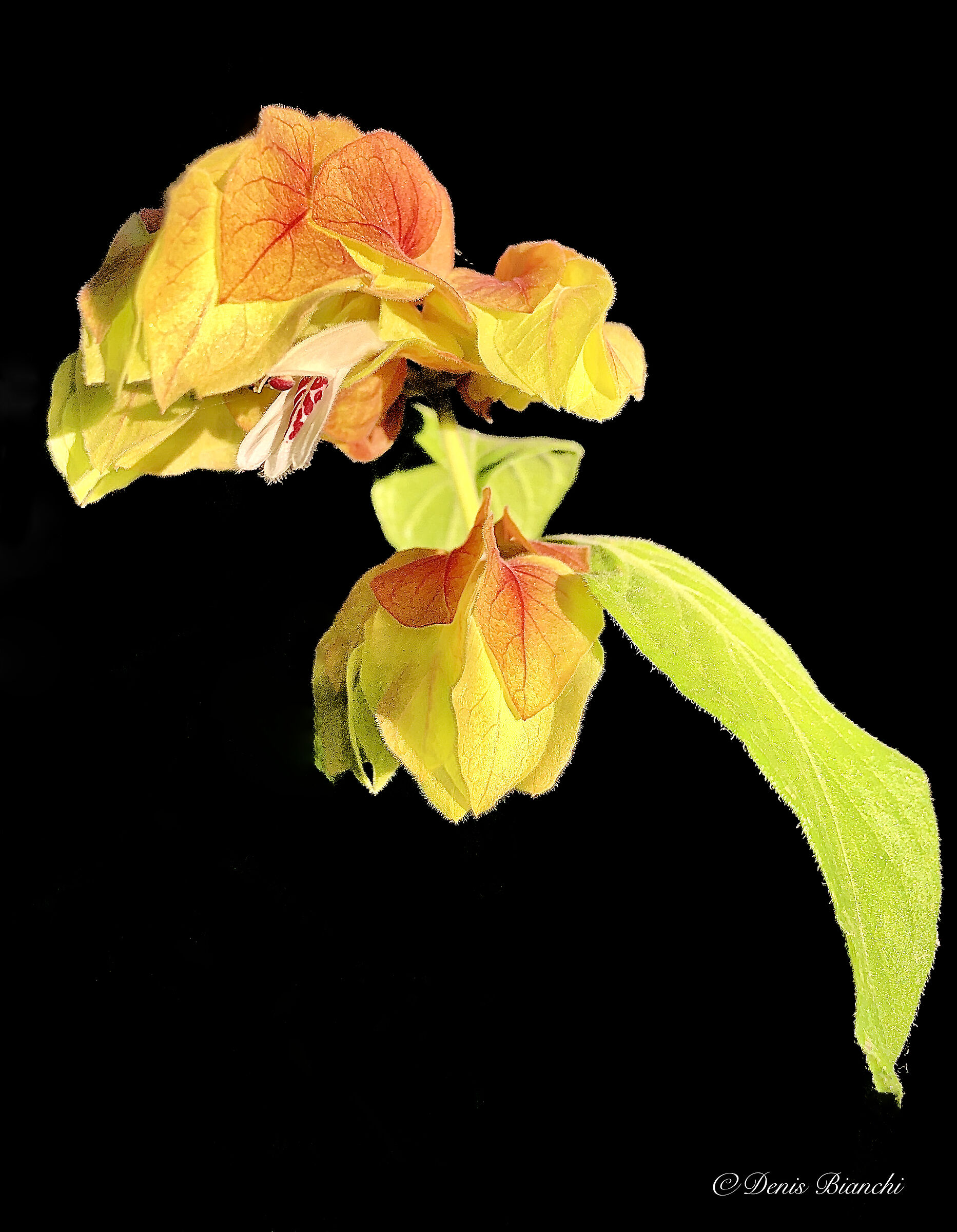 Levitazione e colori