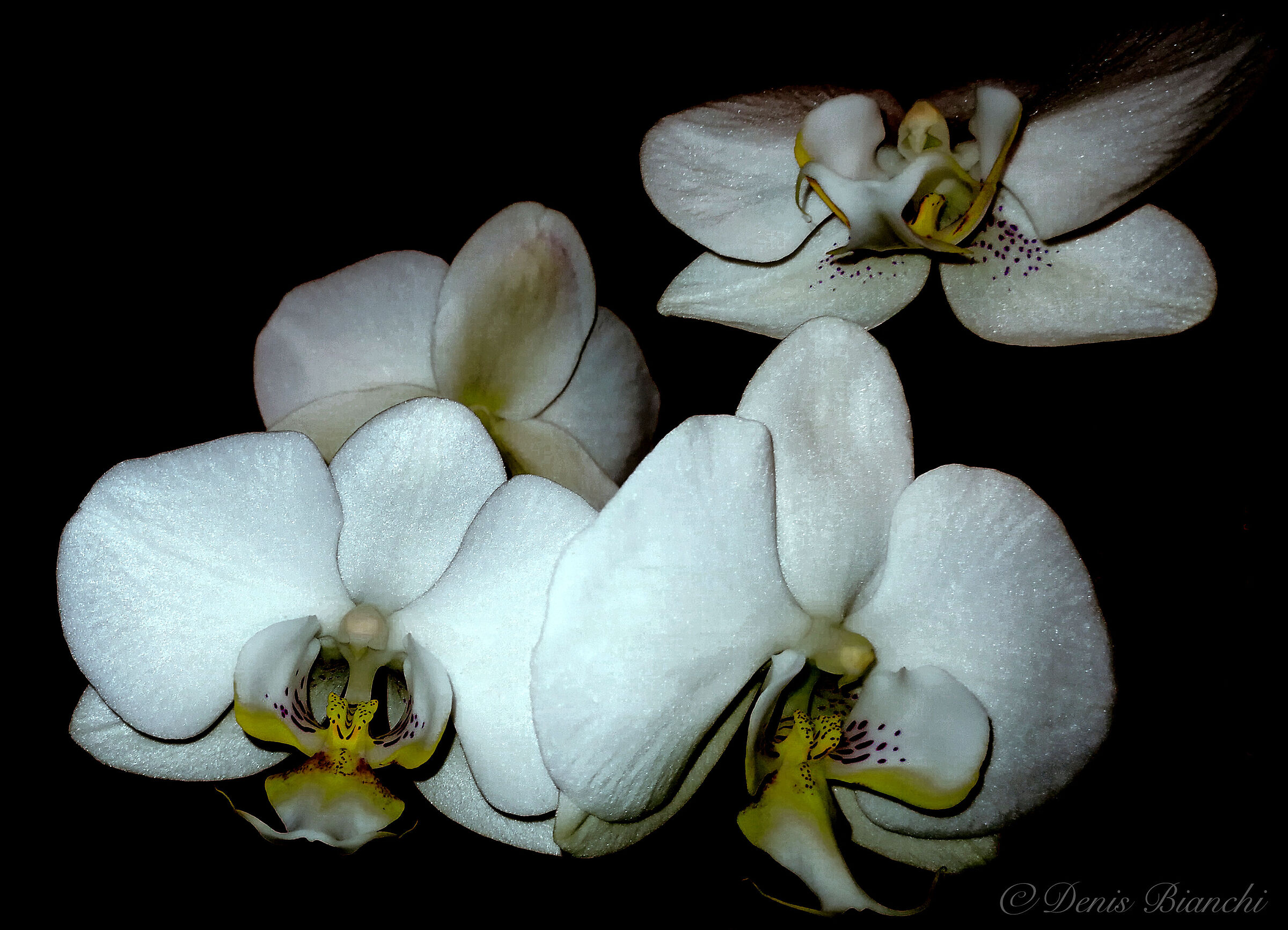 Orchid and contrast