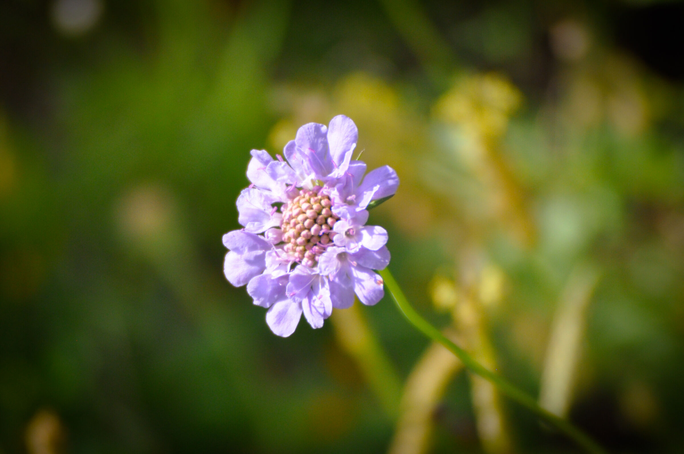 Wild flower