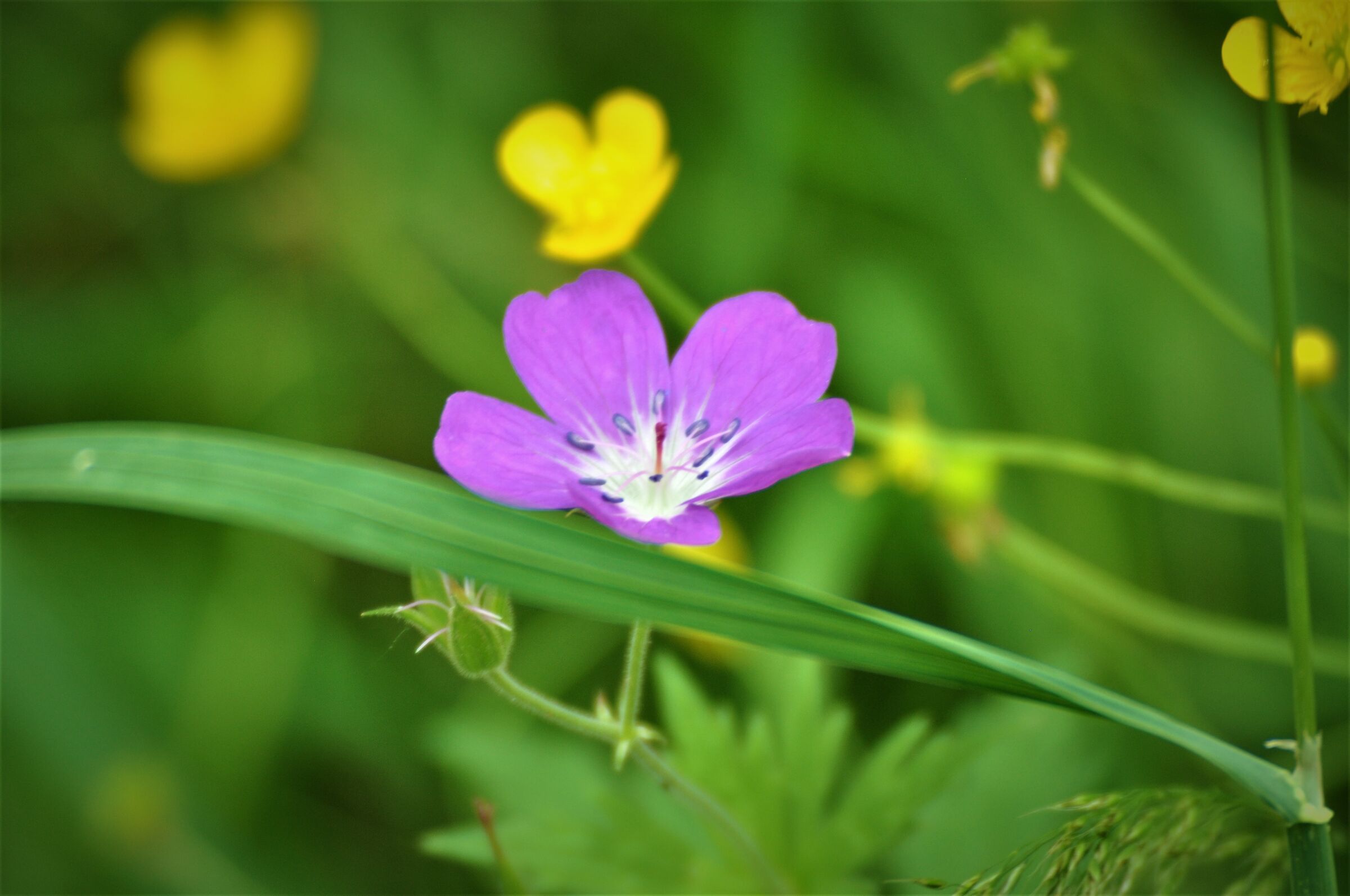 Purple flower