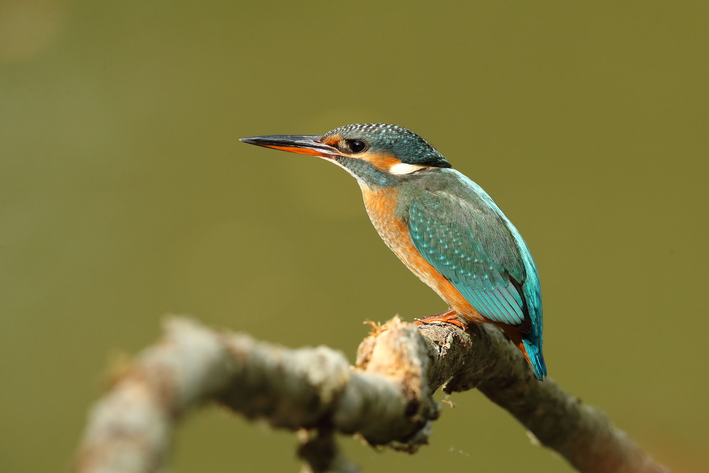 Kingfisher f.