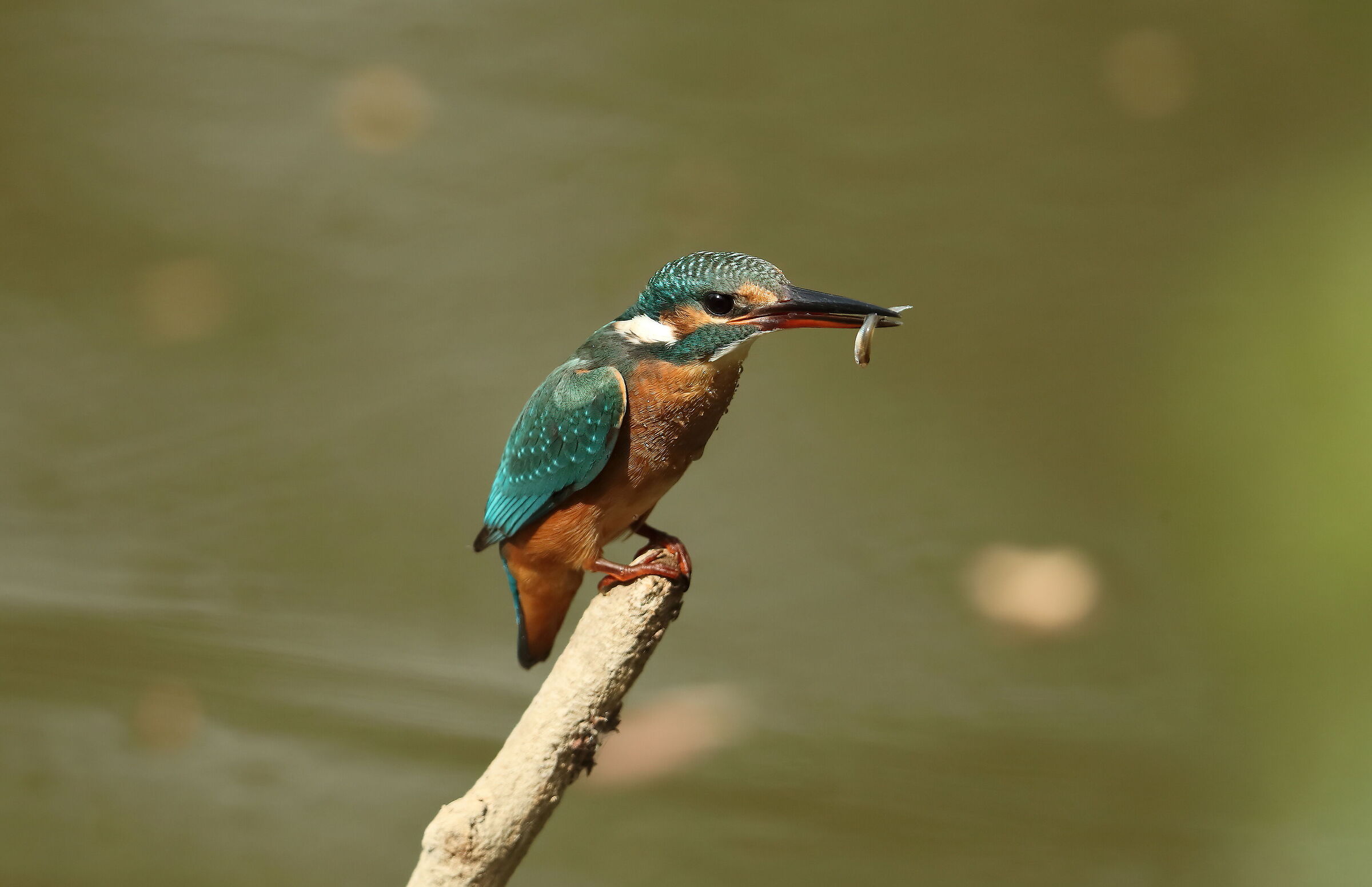 Kingfisher f.