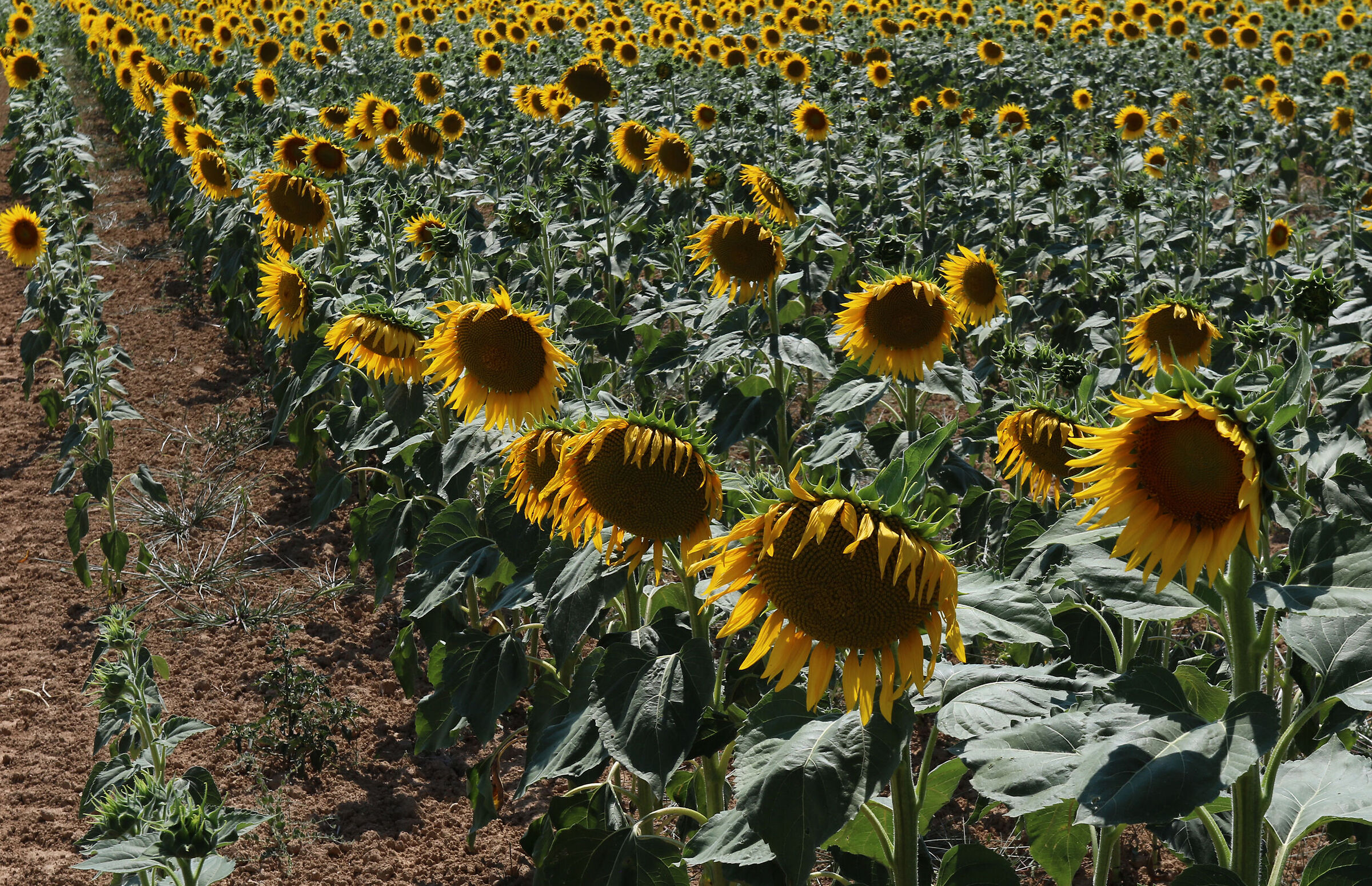 sunflower field