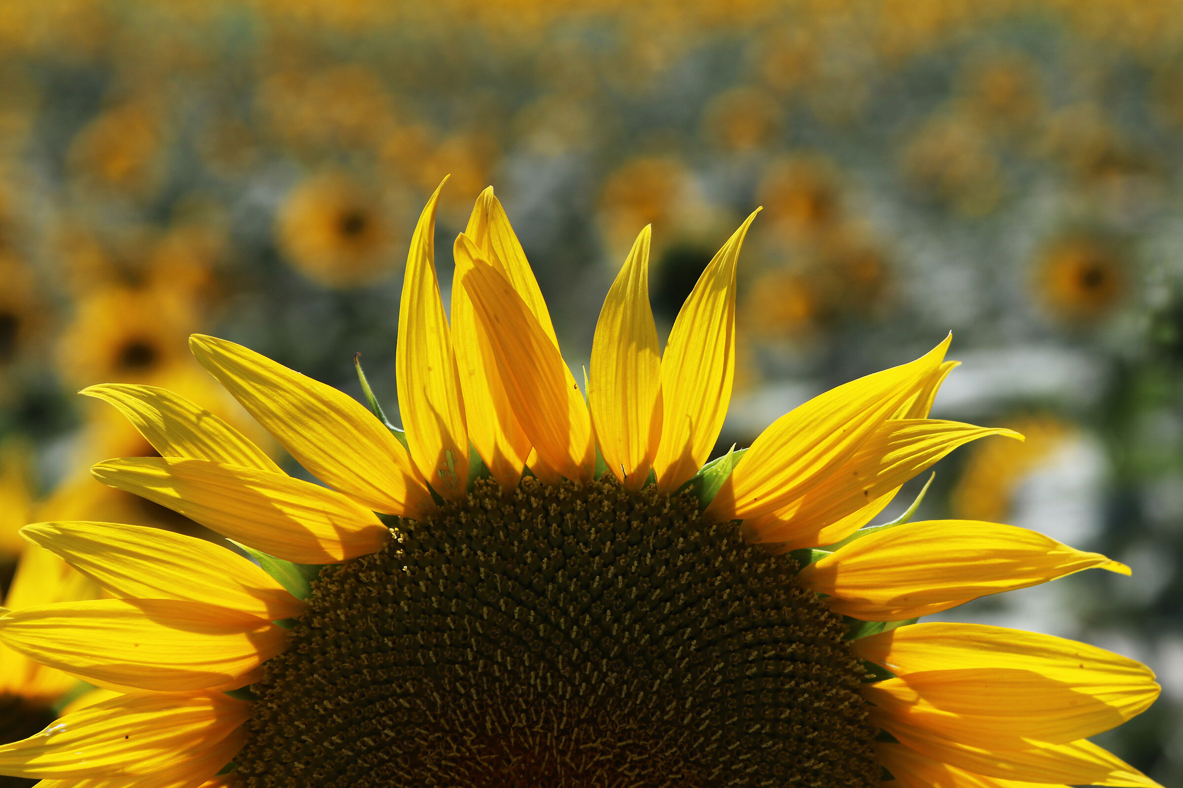 Sunflowers