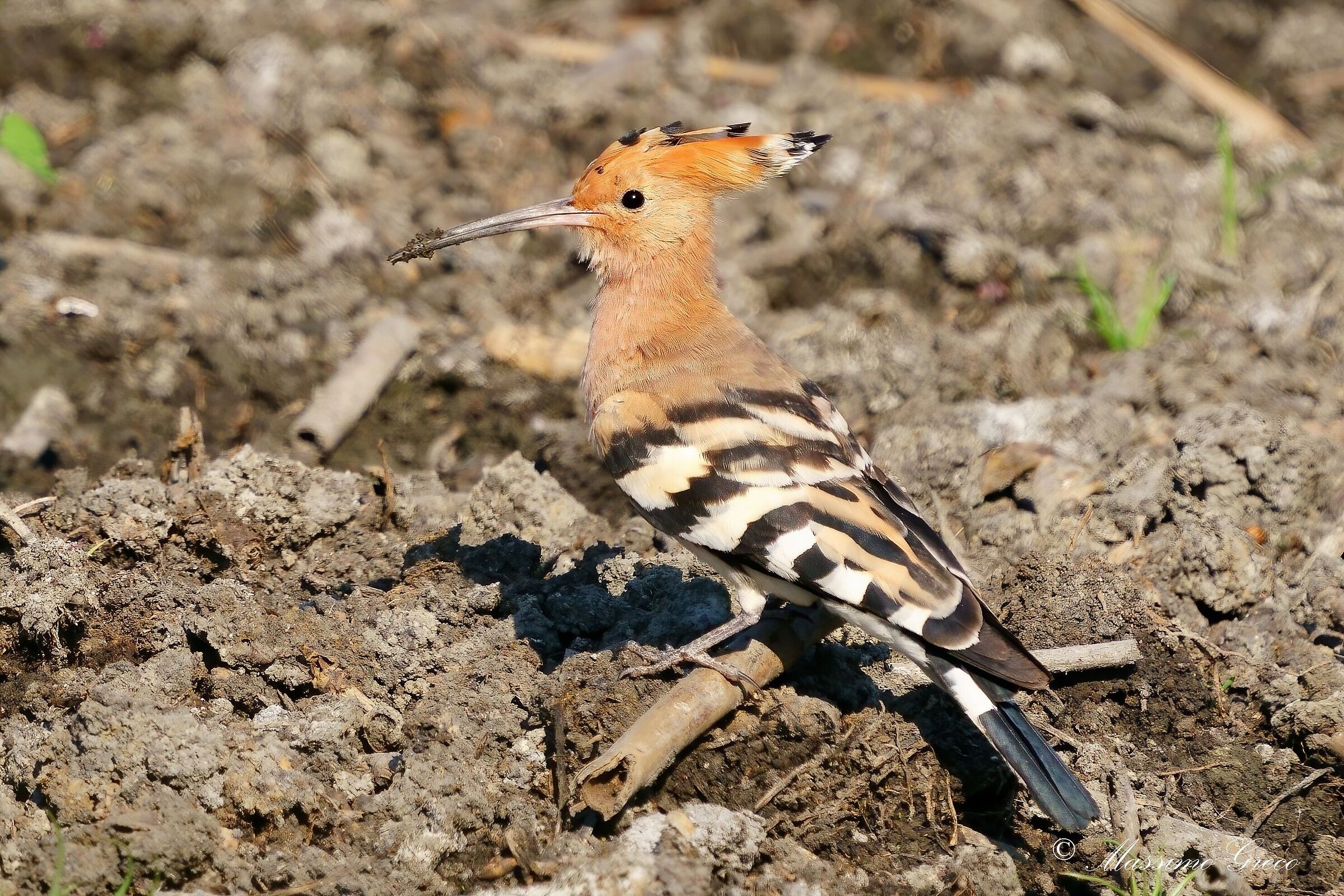 HOOPOE (Hoopoe epops)