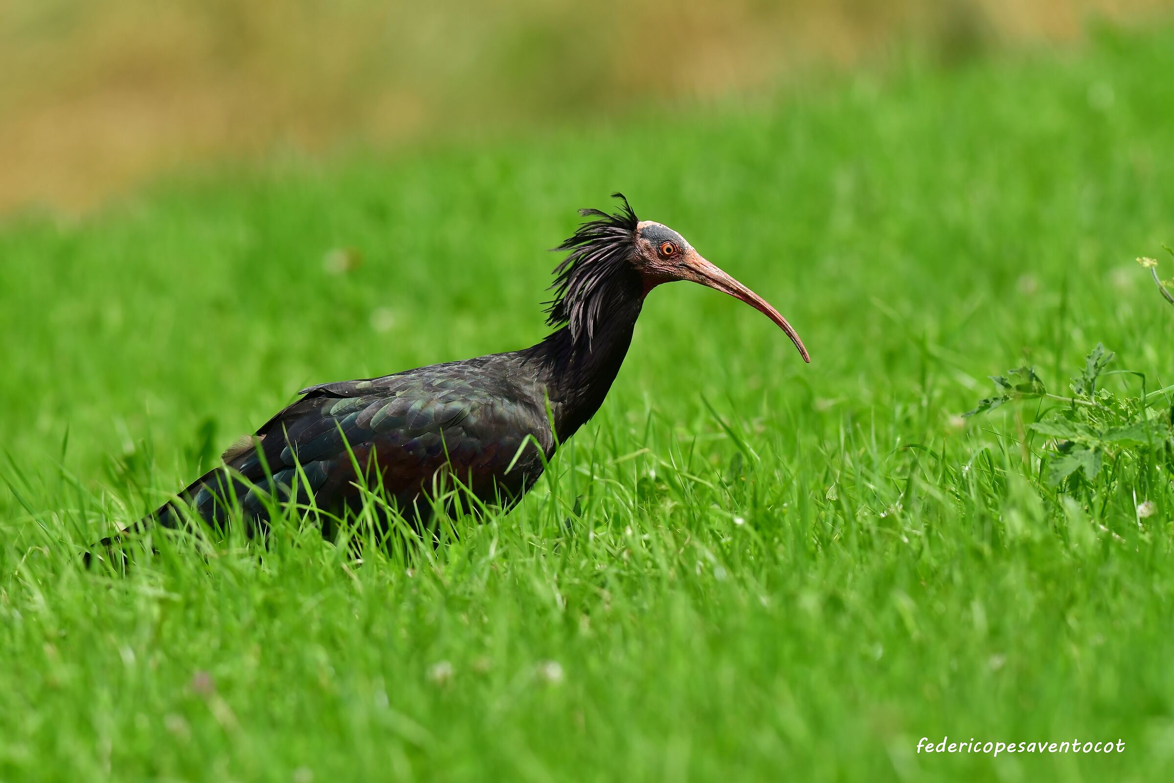 Ibis eremita