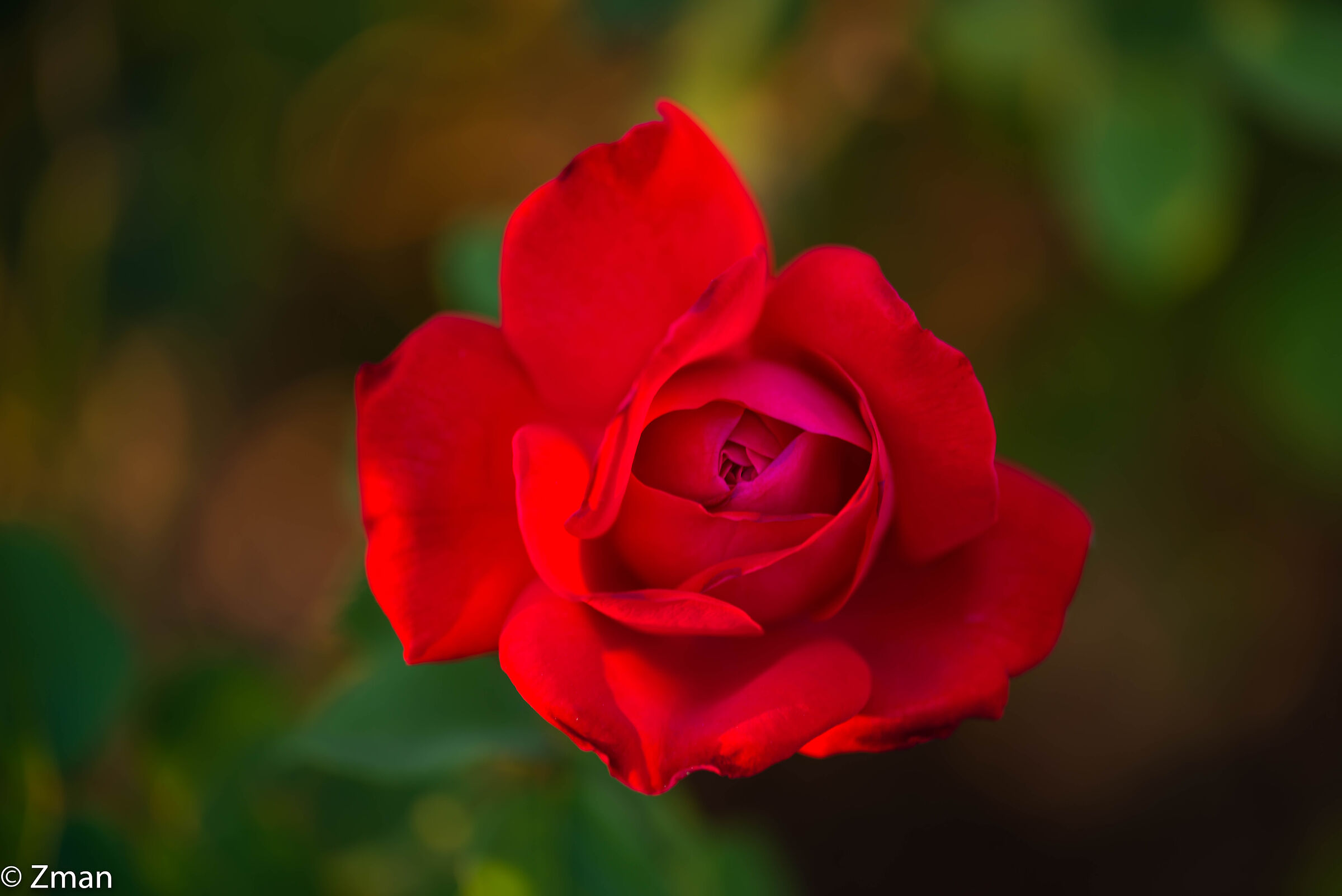 Red Rose