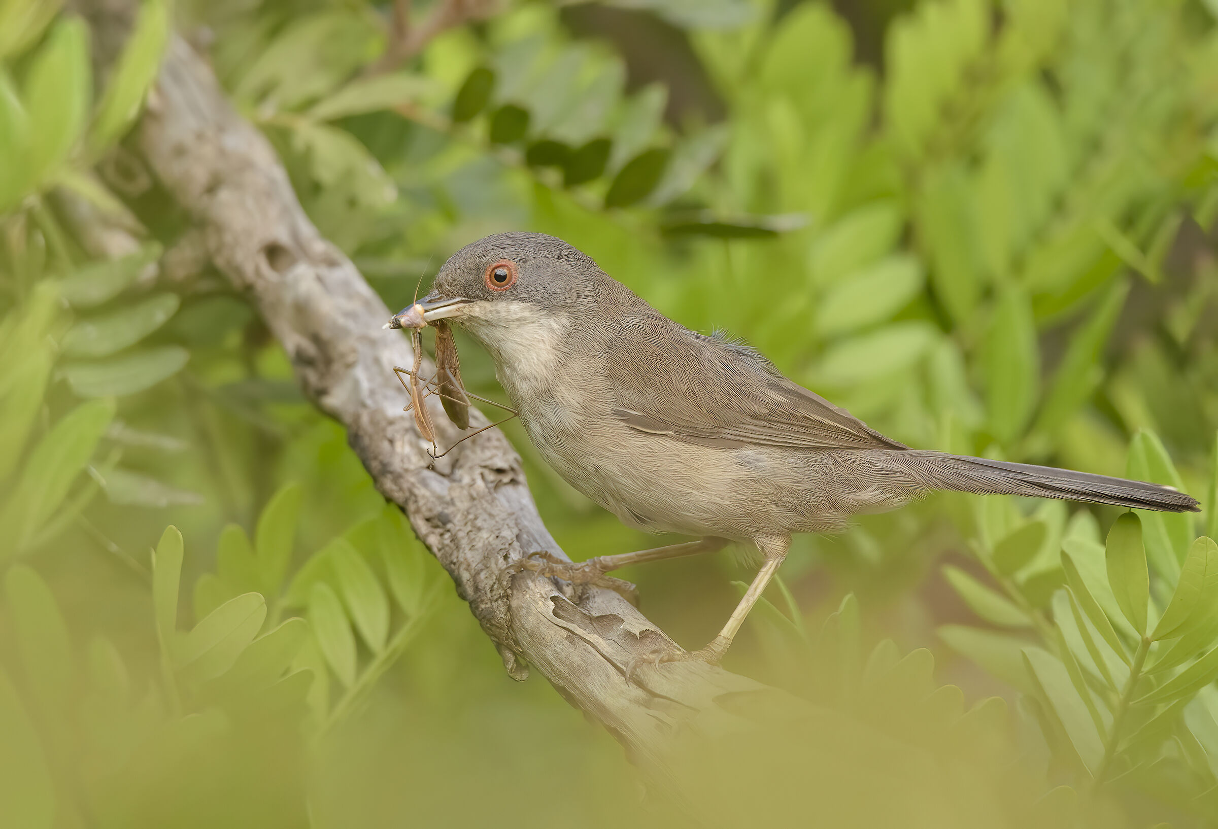 Female ware with prey