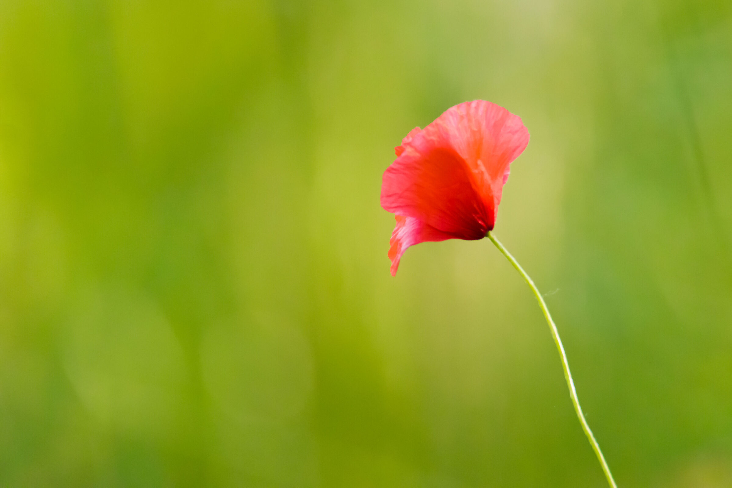 Solitary poppy