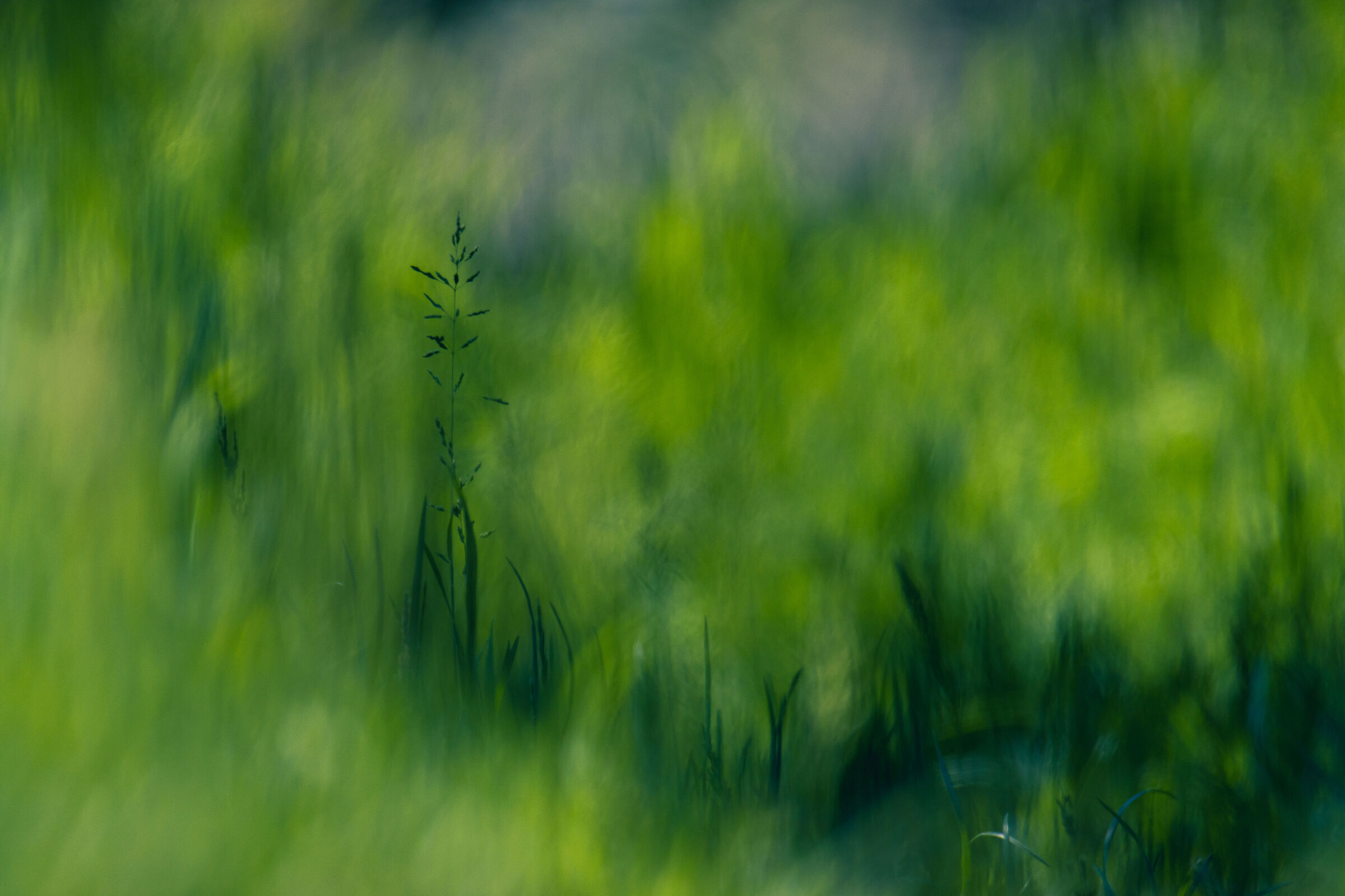 Only in the middle of the green.