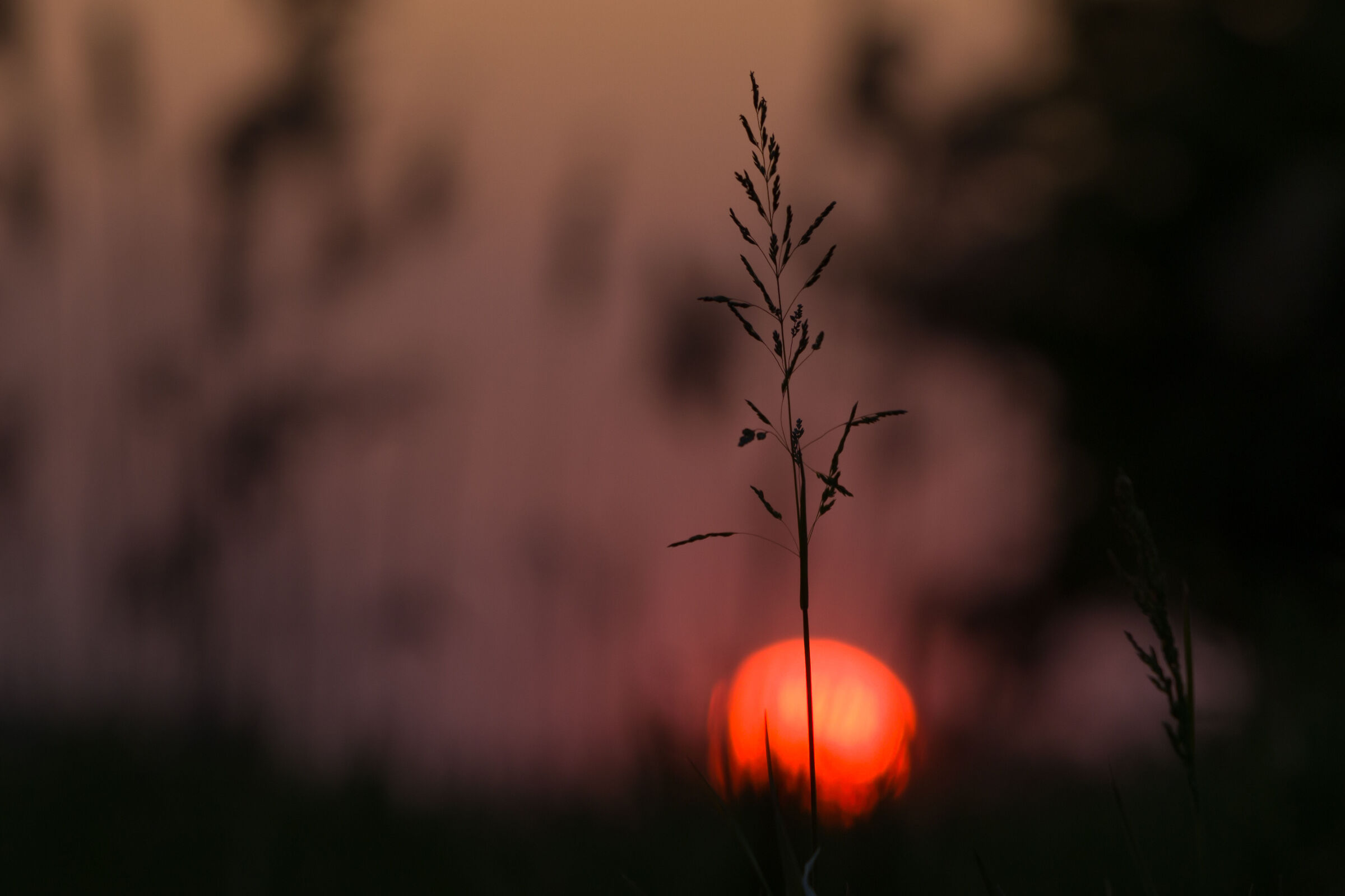 Dettagli al tramonto