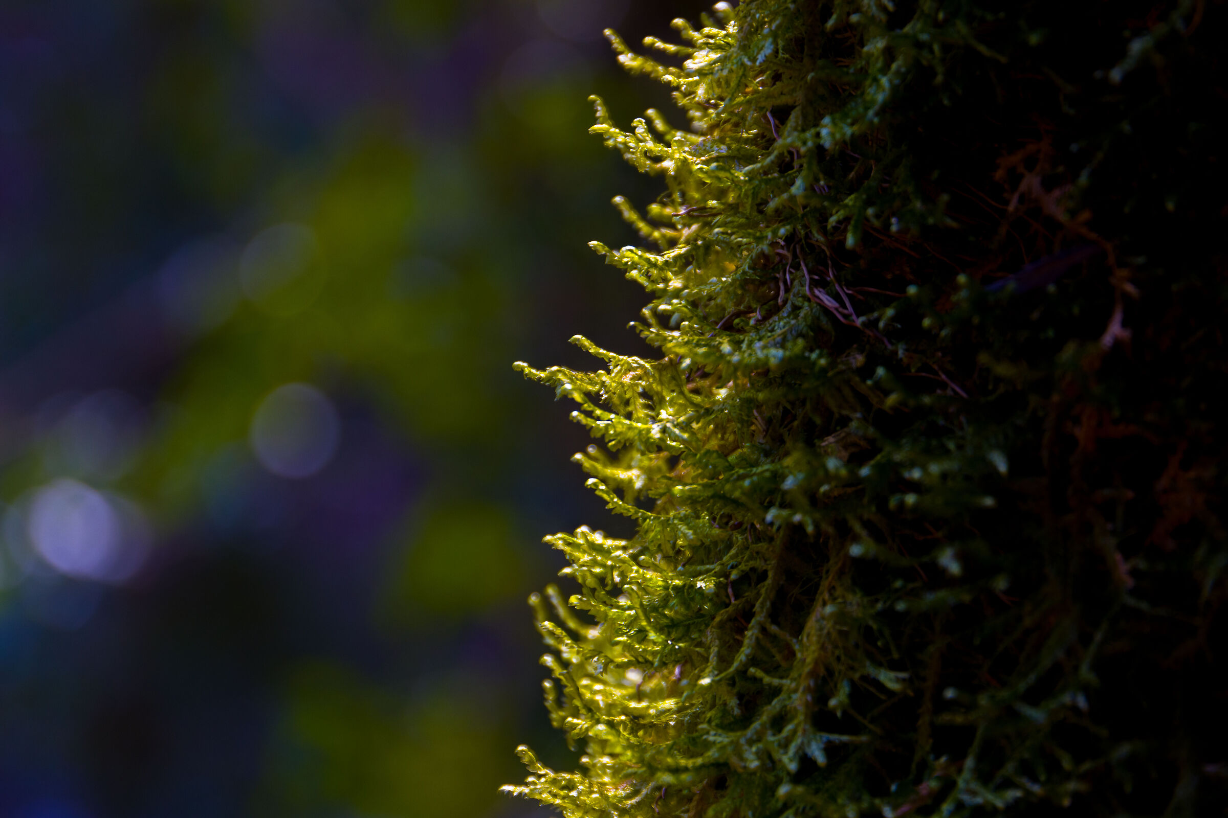 Il respiro del bosco