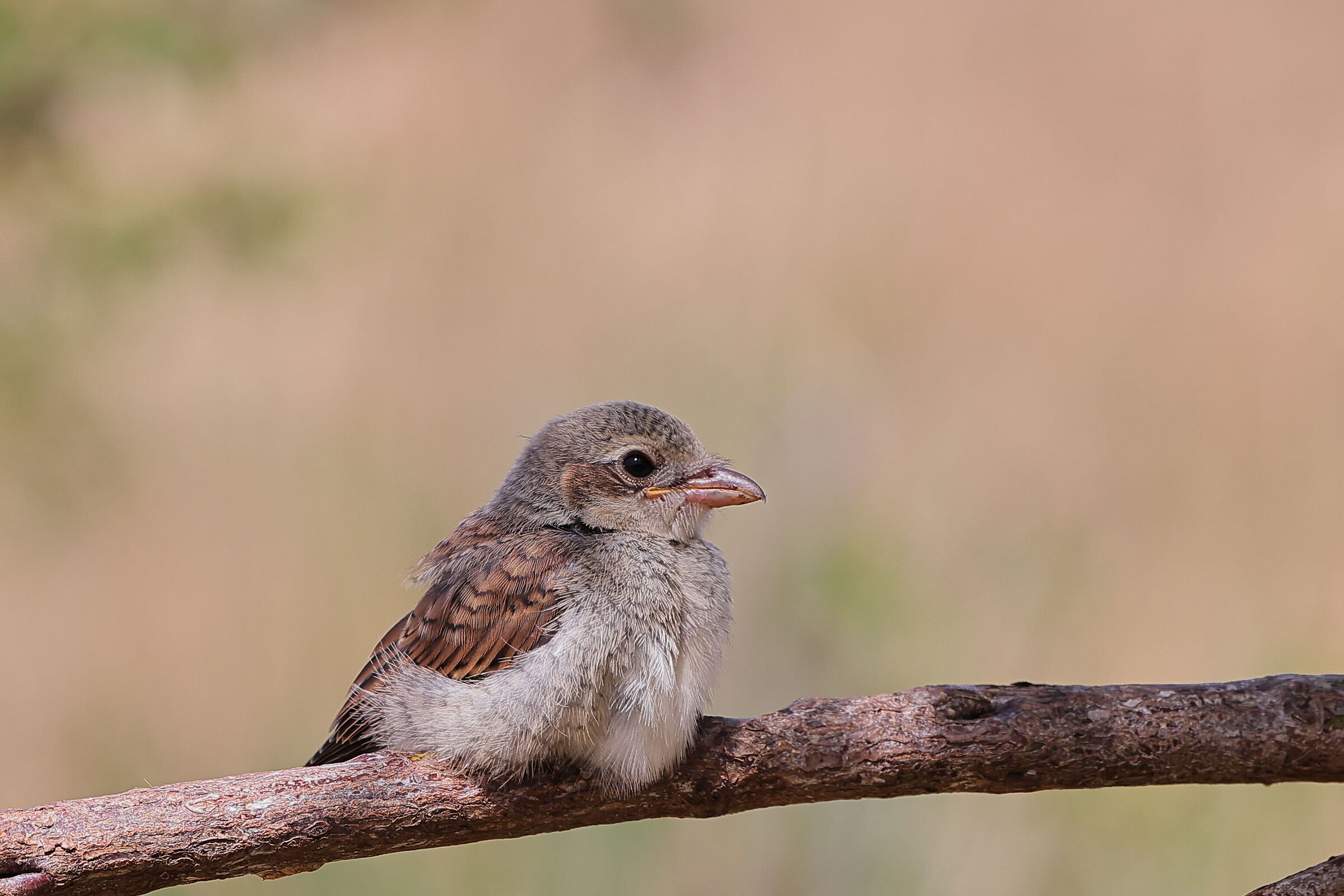 Giovane averla piccola