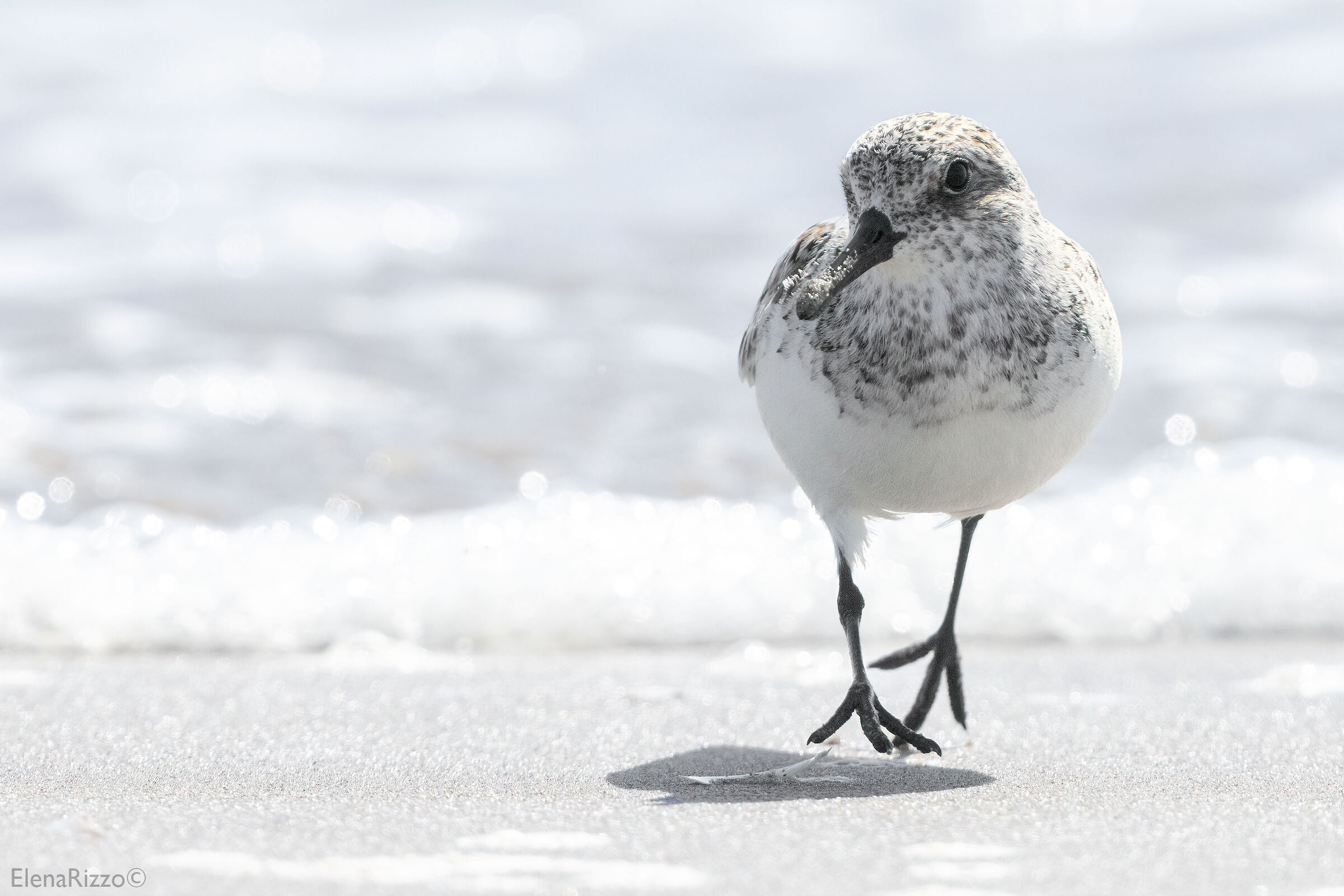 Piovanello pancianera