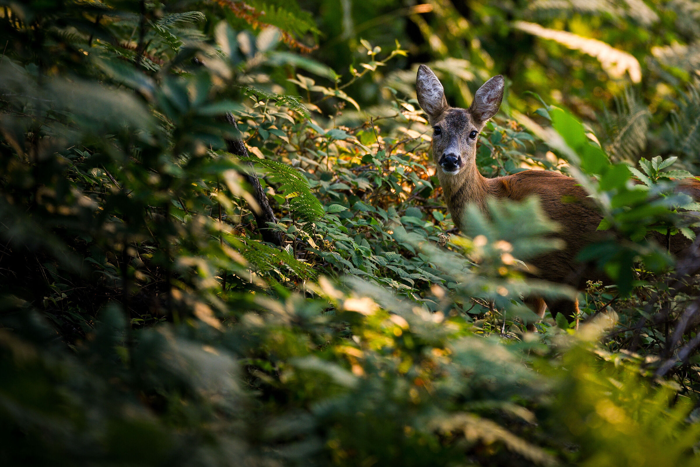 roe deer