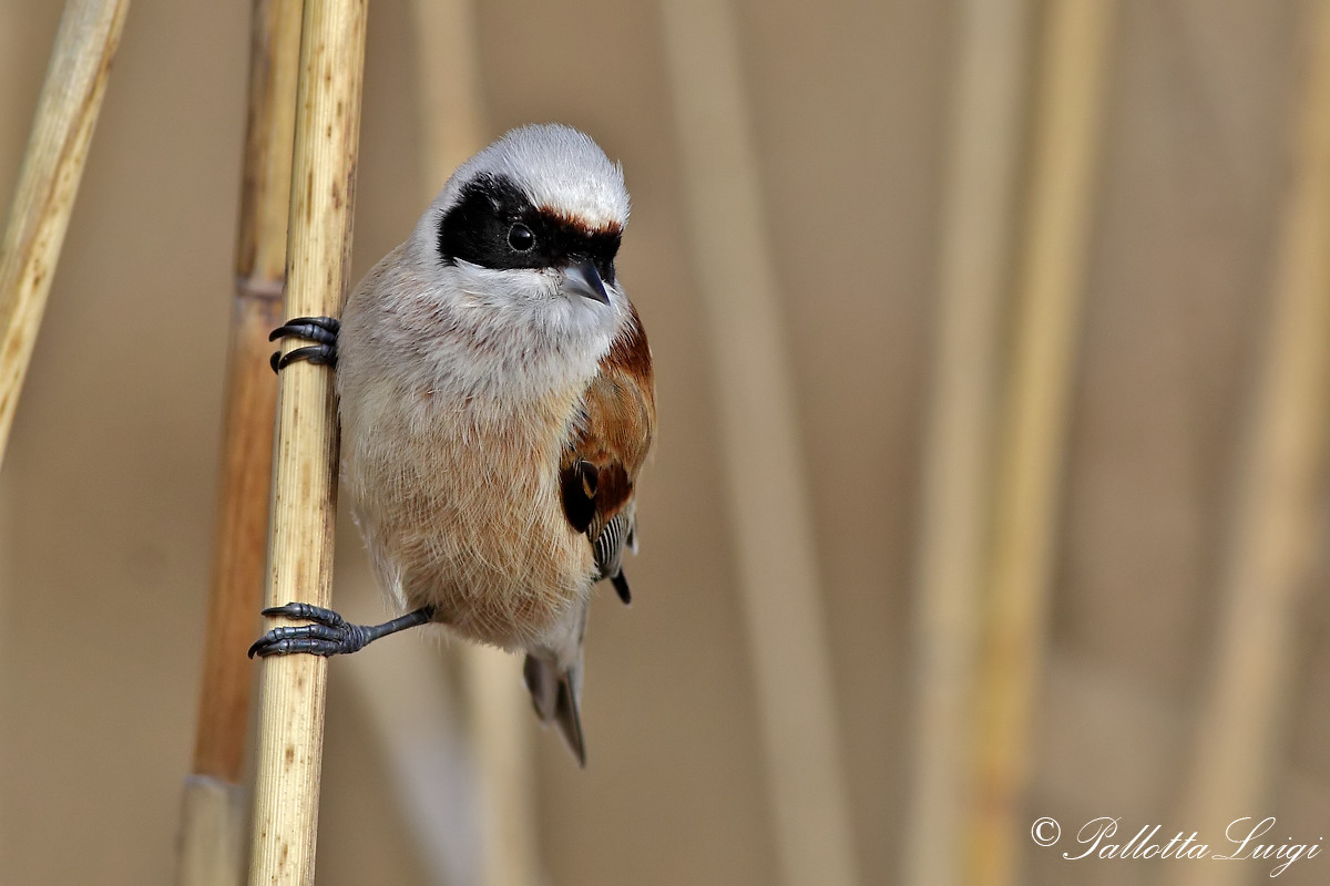 Pendolino (Remiz pendulinus)