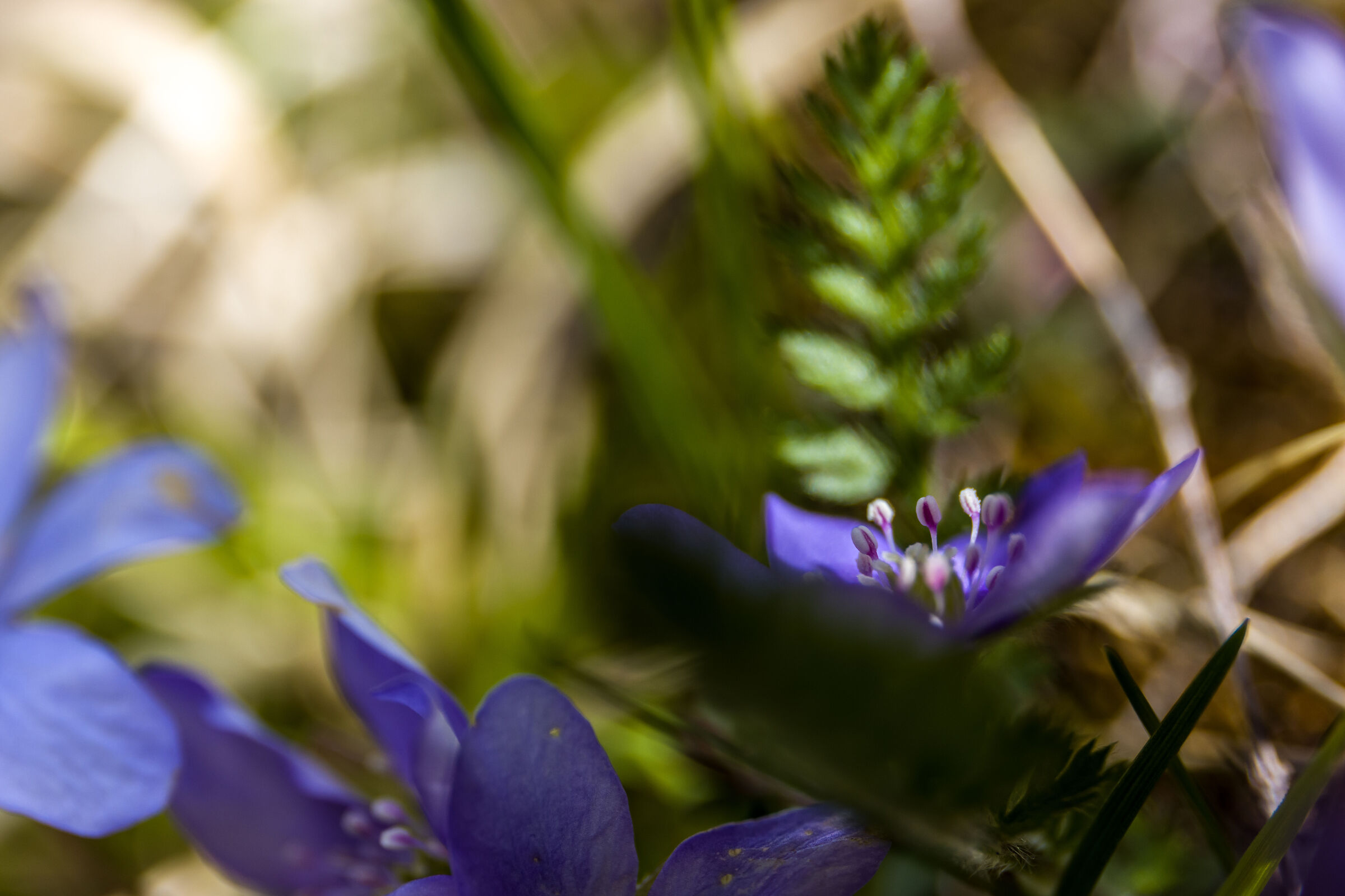 I dettagli del sottobosco