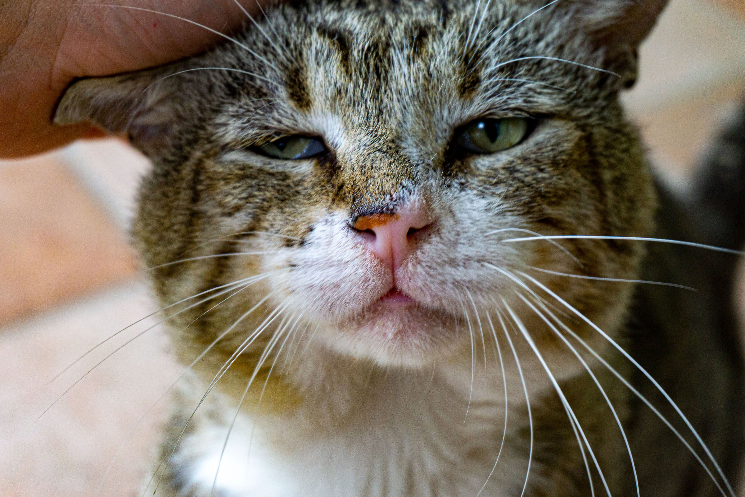 biagio the old friend