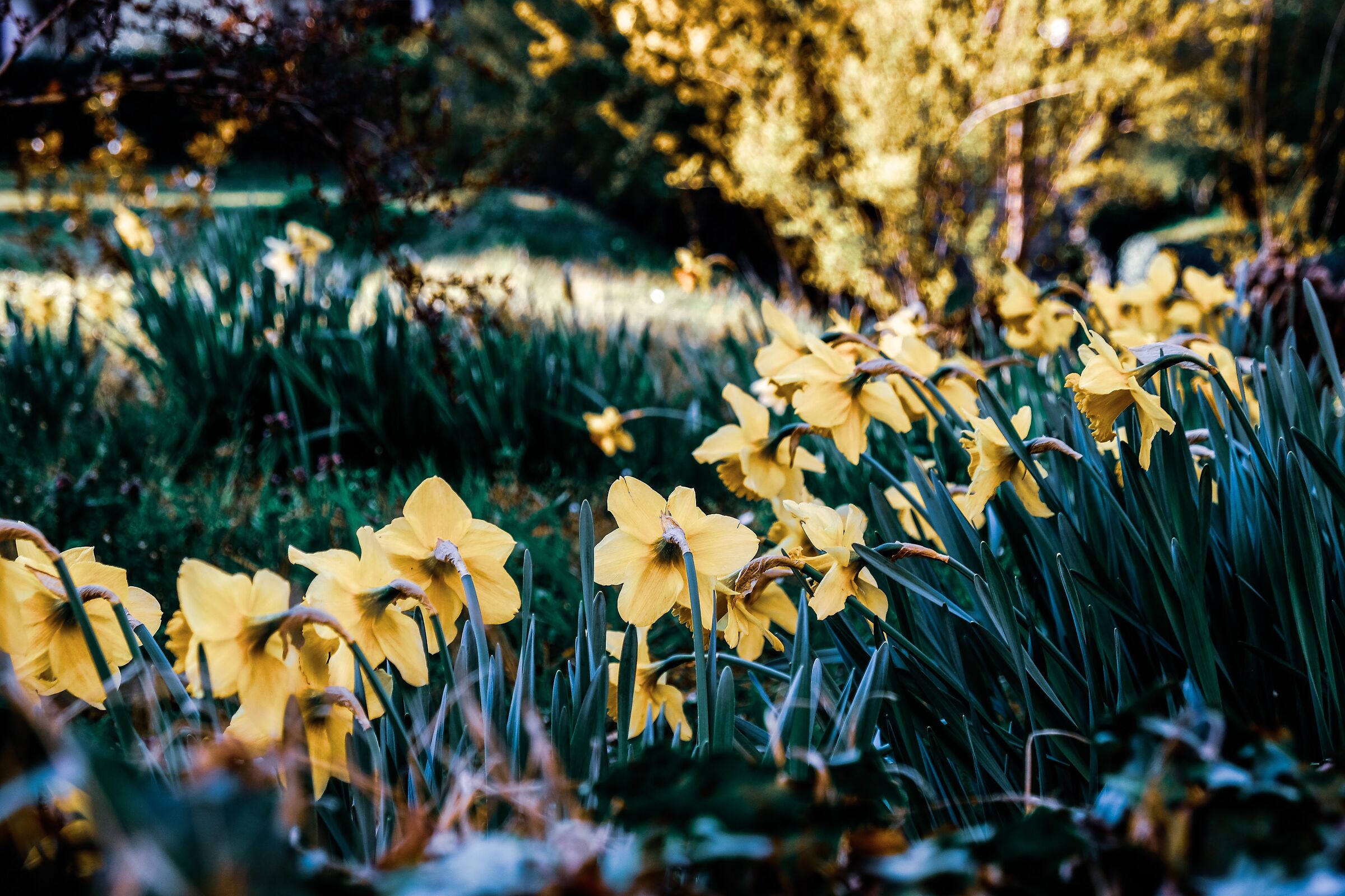 Daffodils