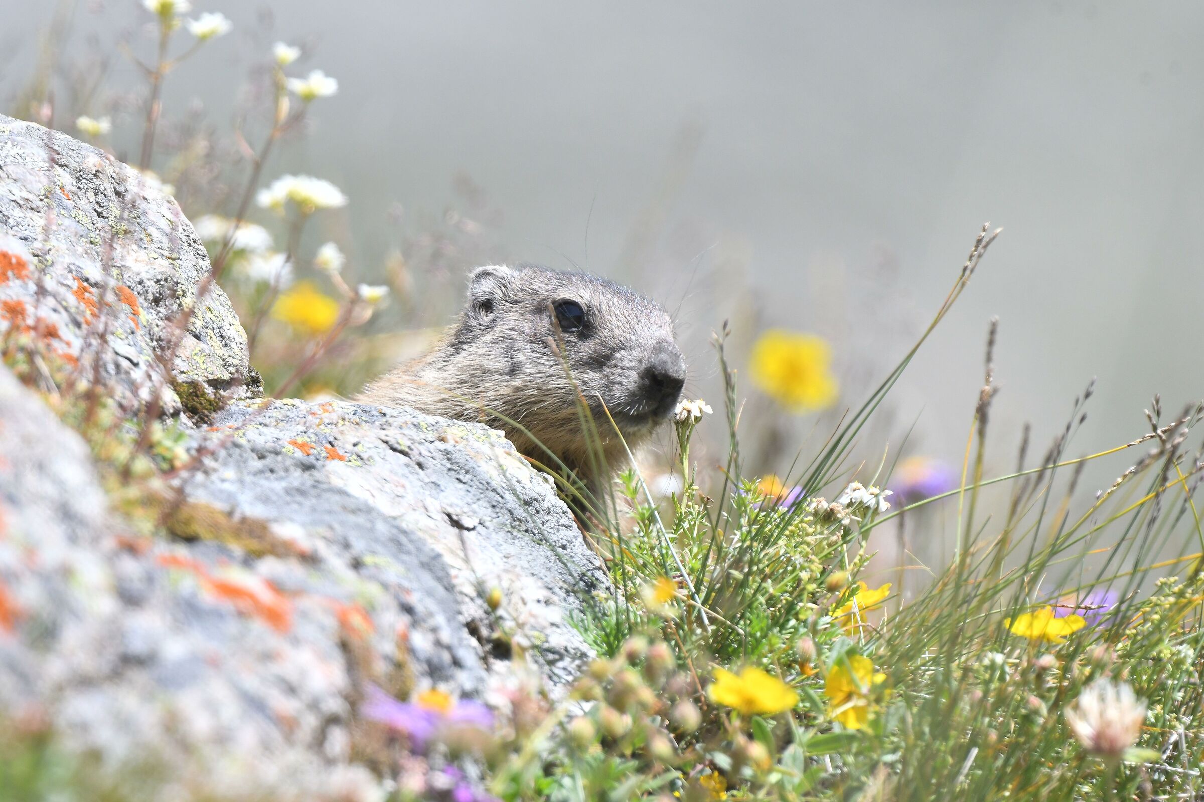 marmotta