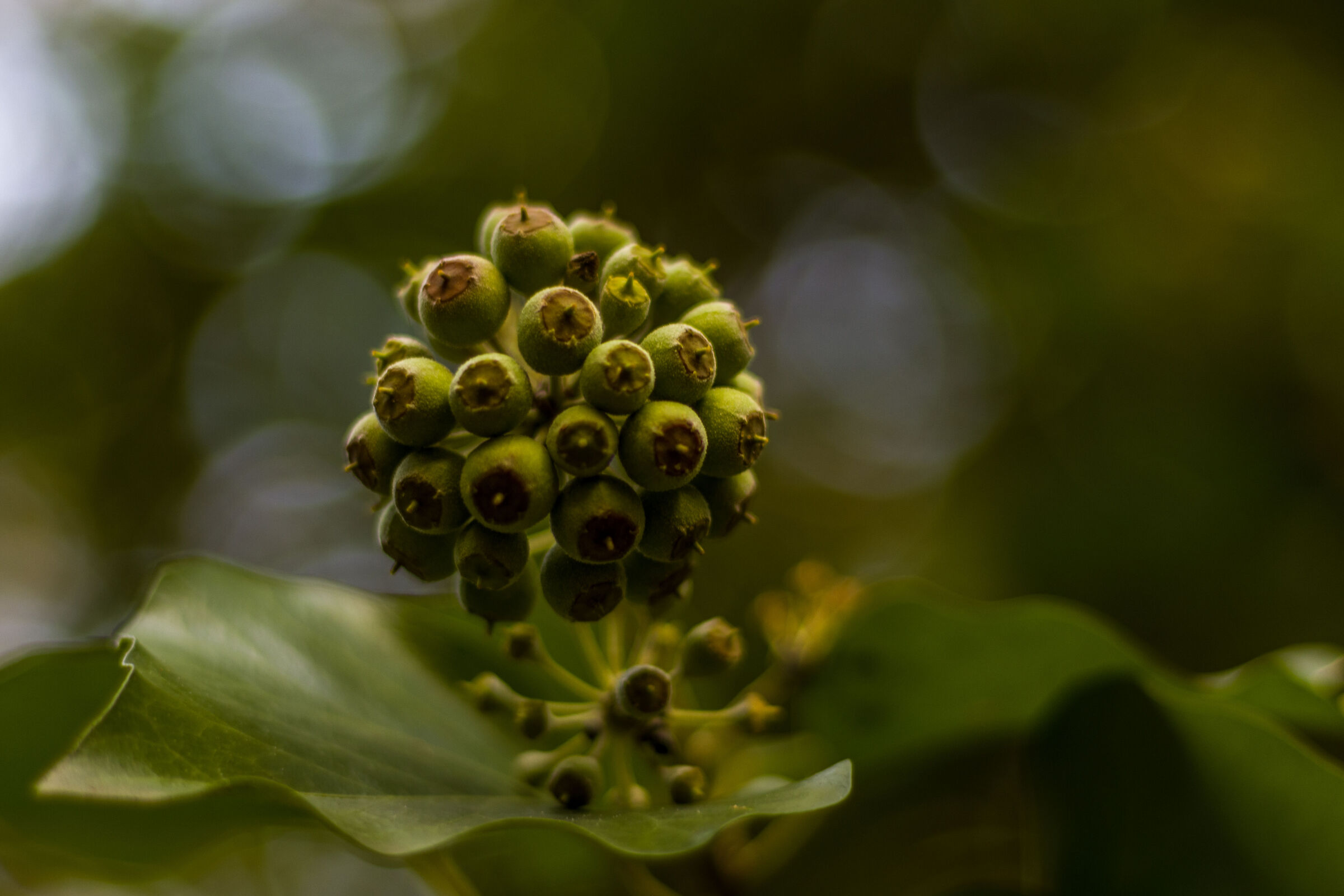 I dettagli del bosco