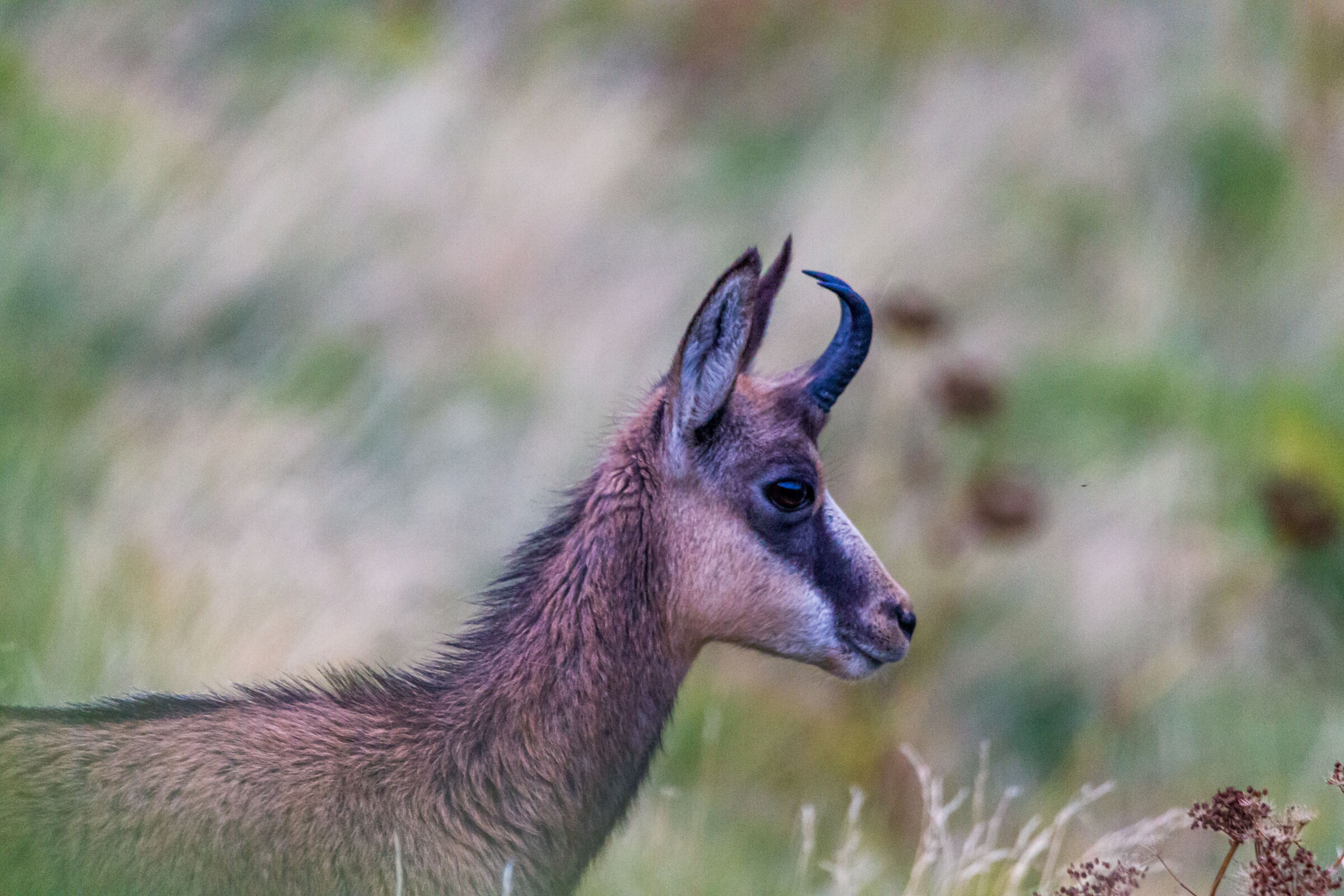 chamois