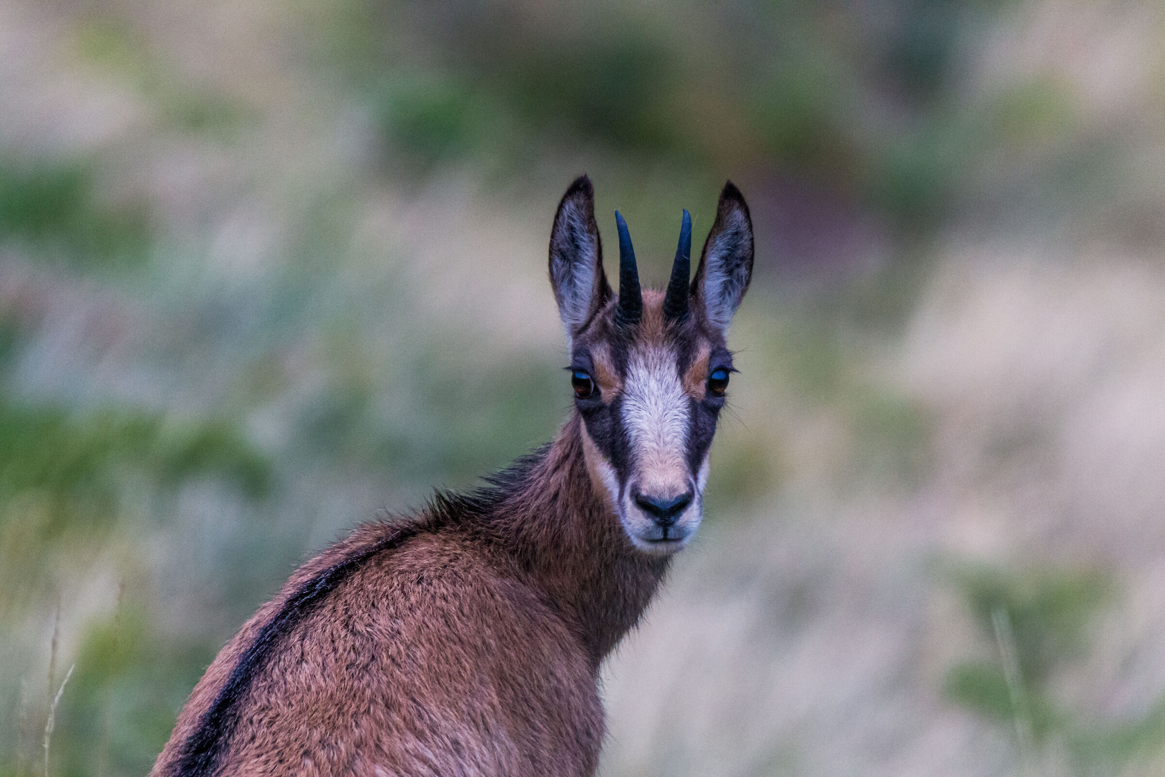 chamois