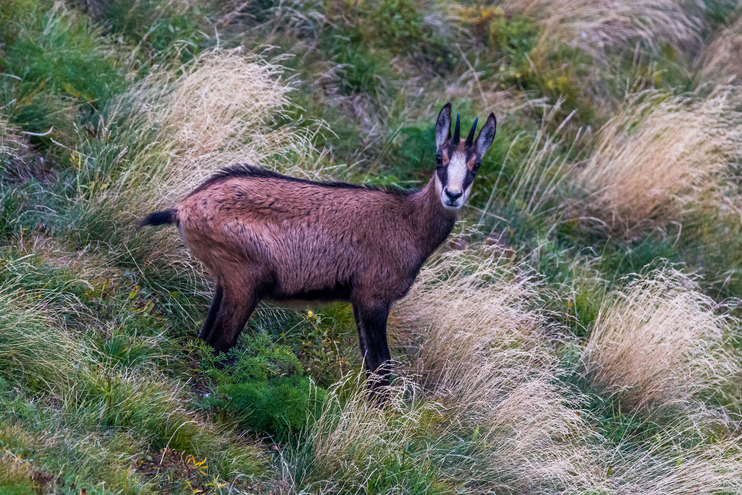 chamois