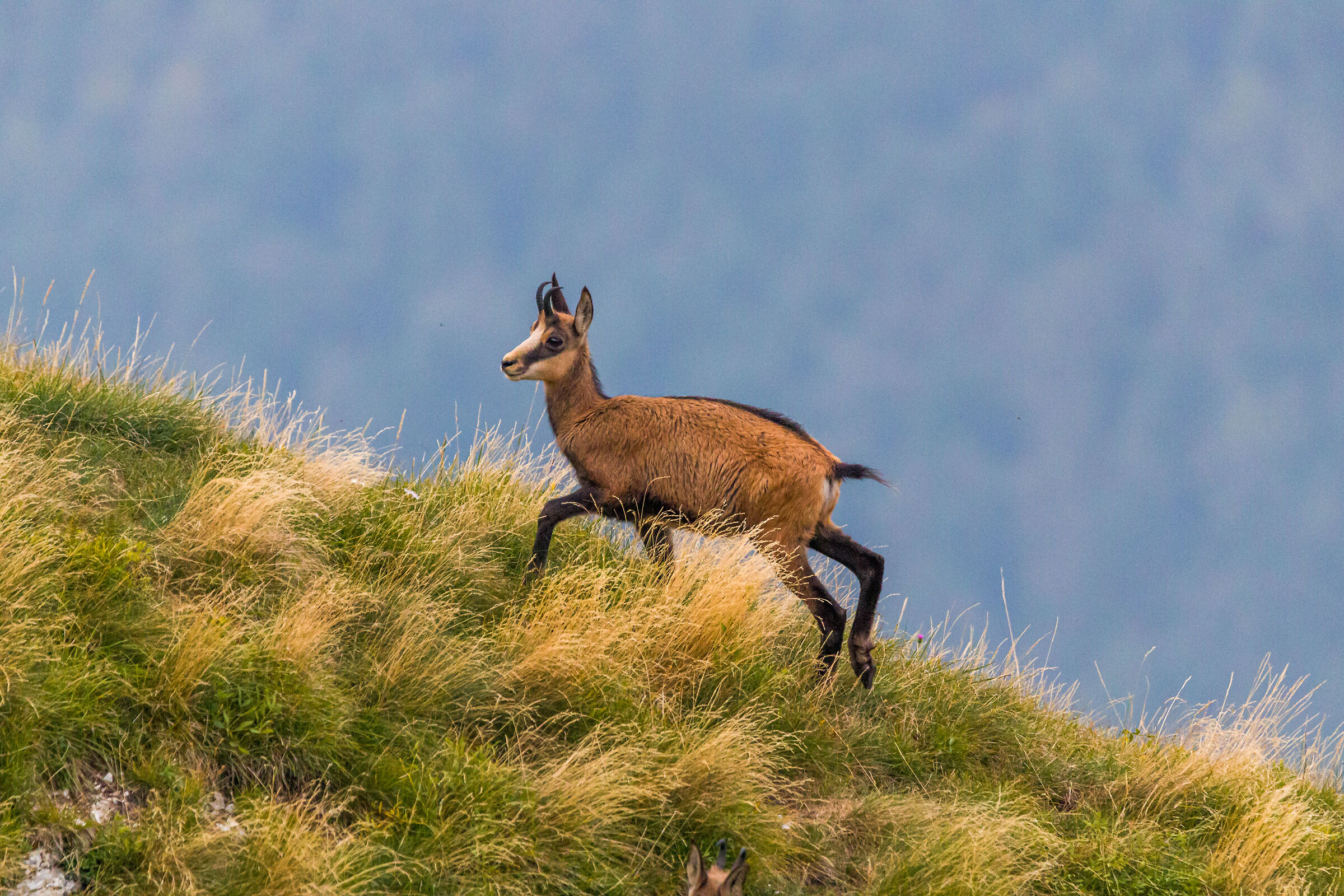 chamois