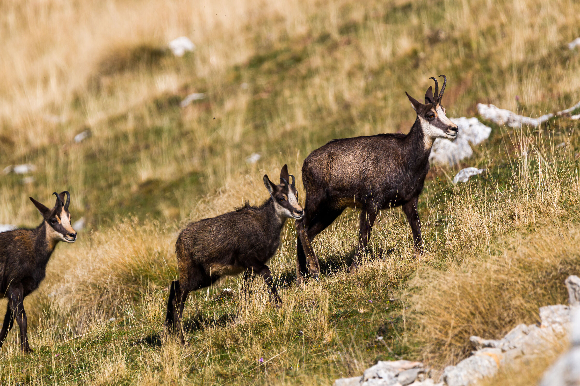 Chamois