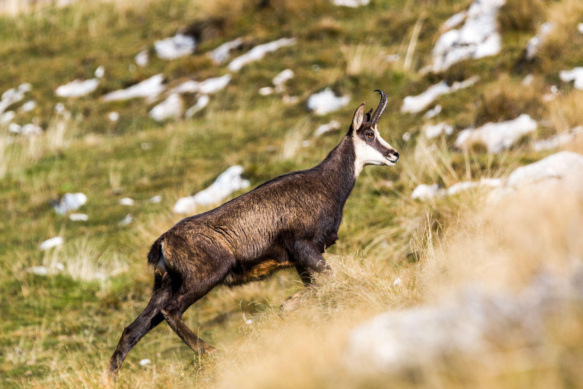 chamois