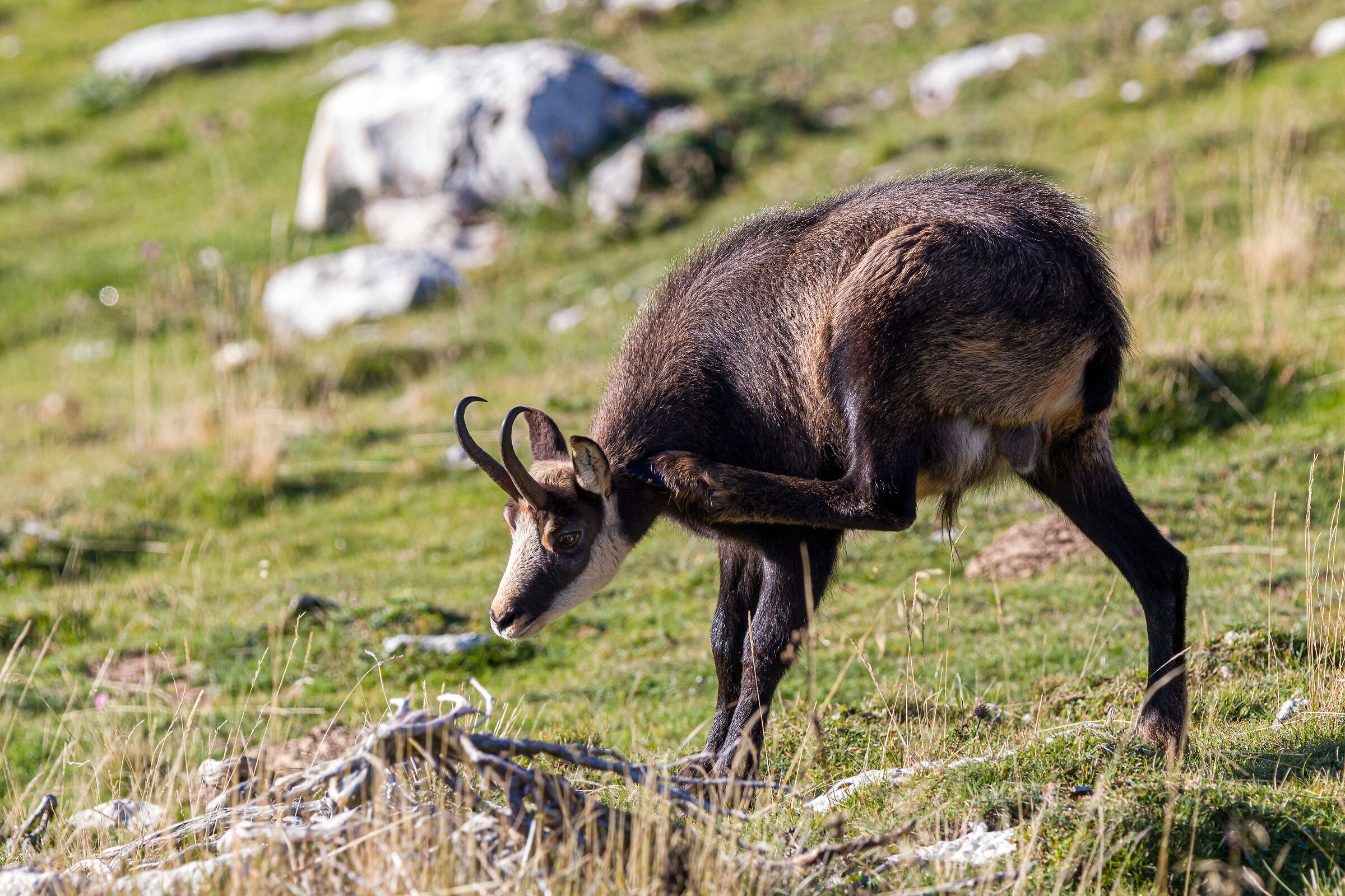 chamois