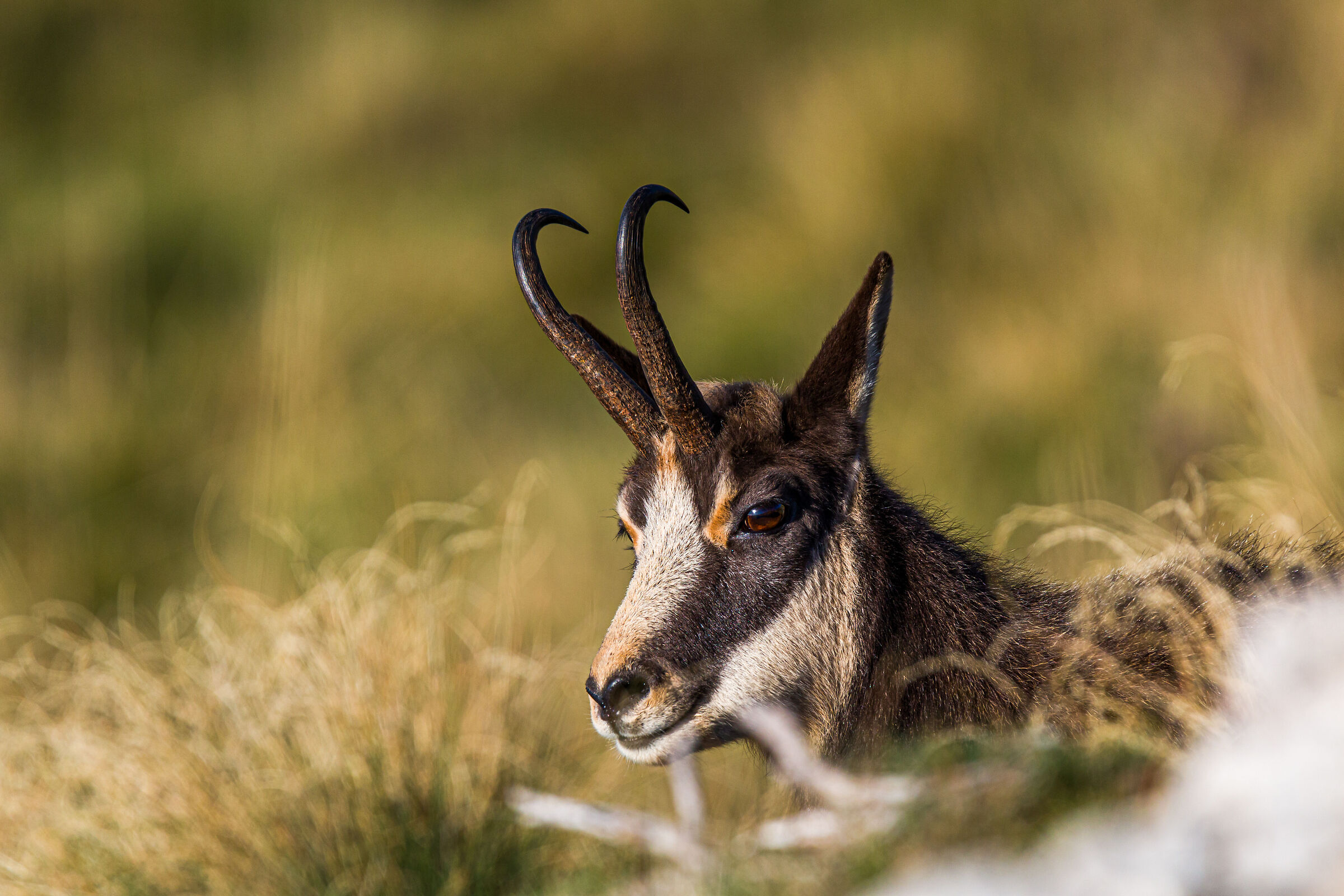 chamois