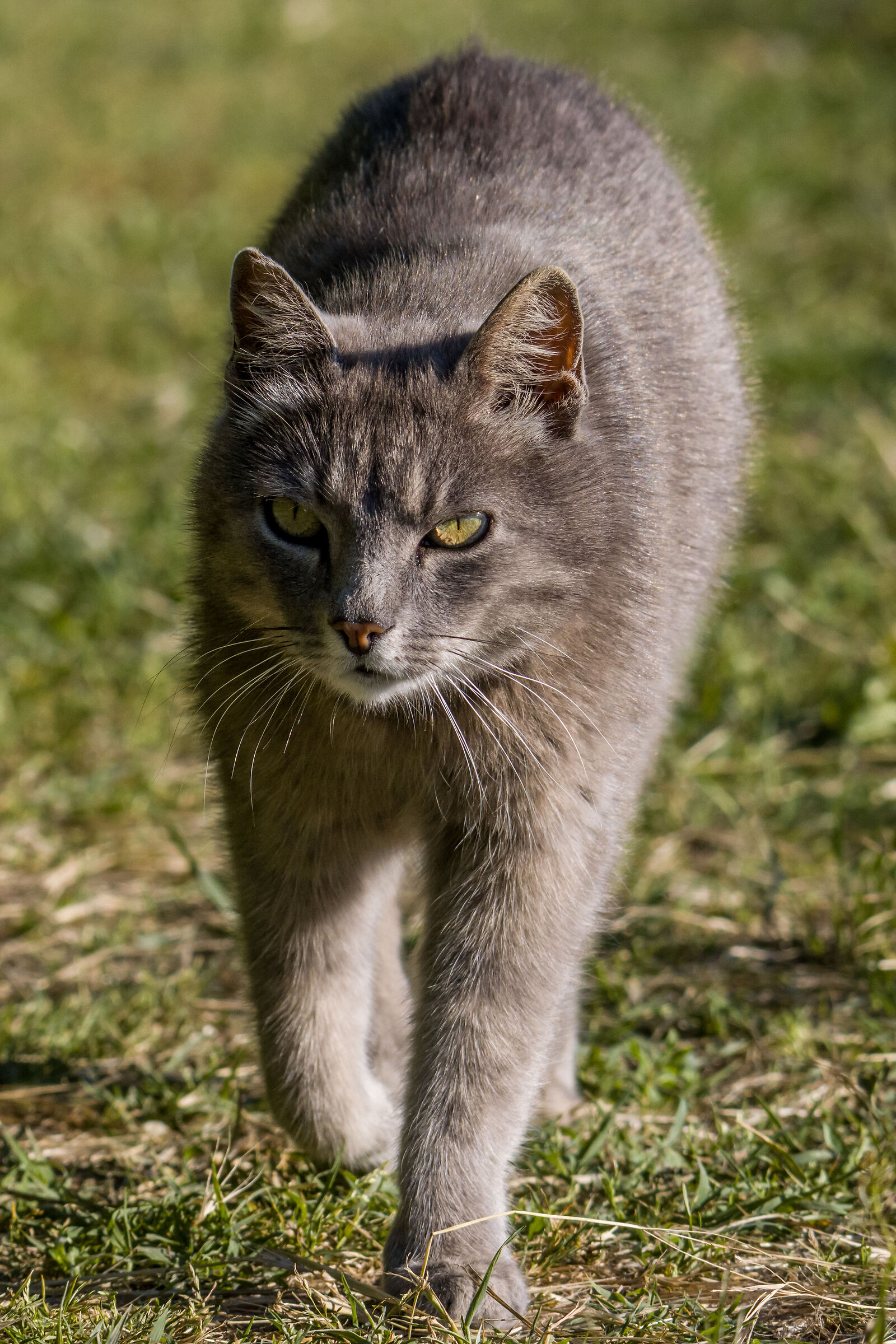 The cat goes hunting