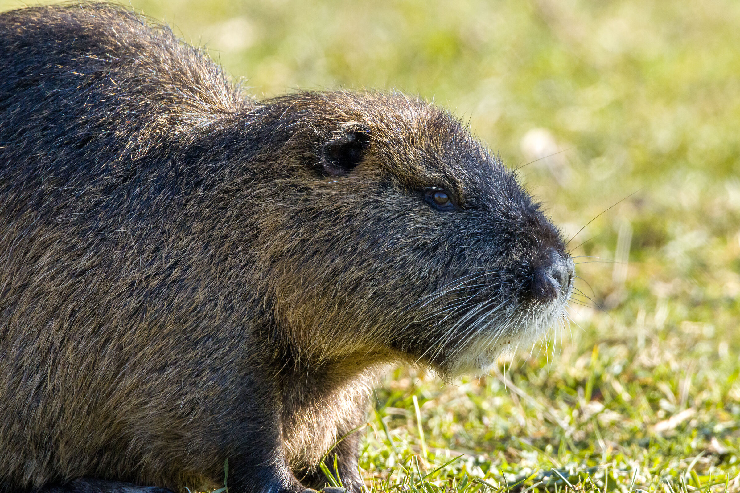 nutria