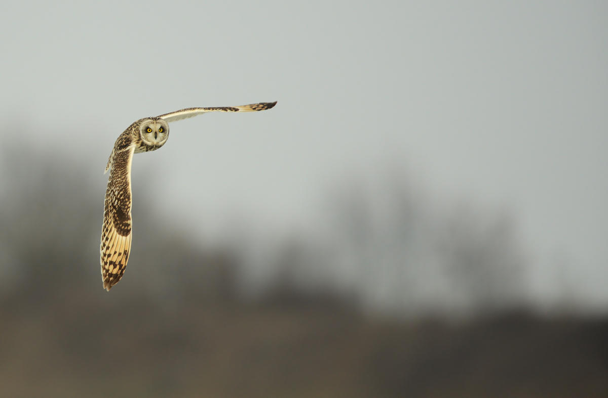 short-eared owl