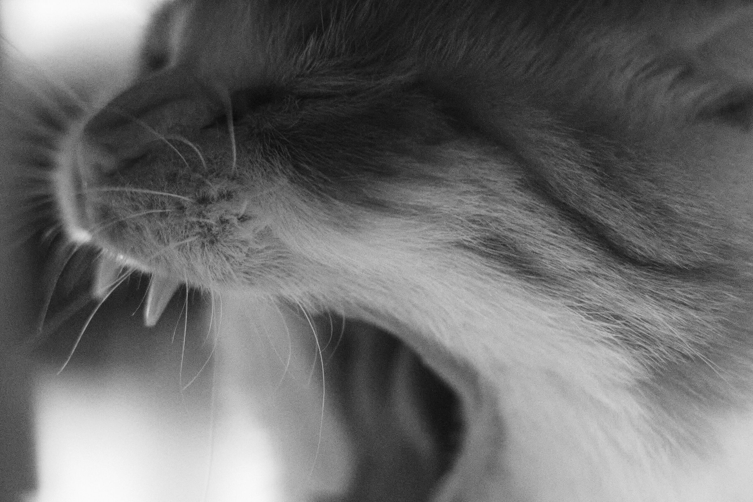 Roar