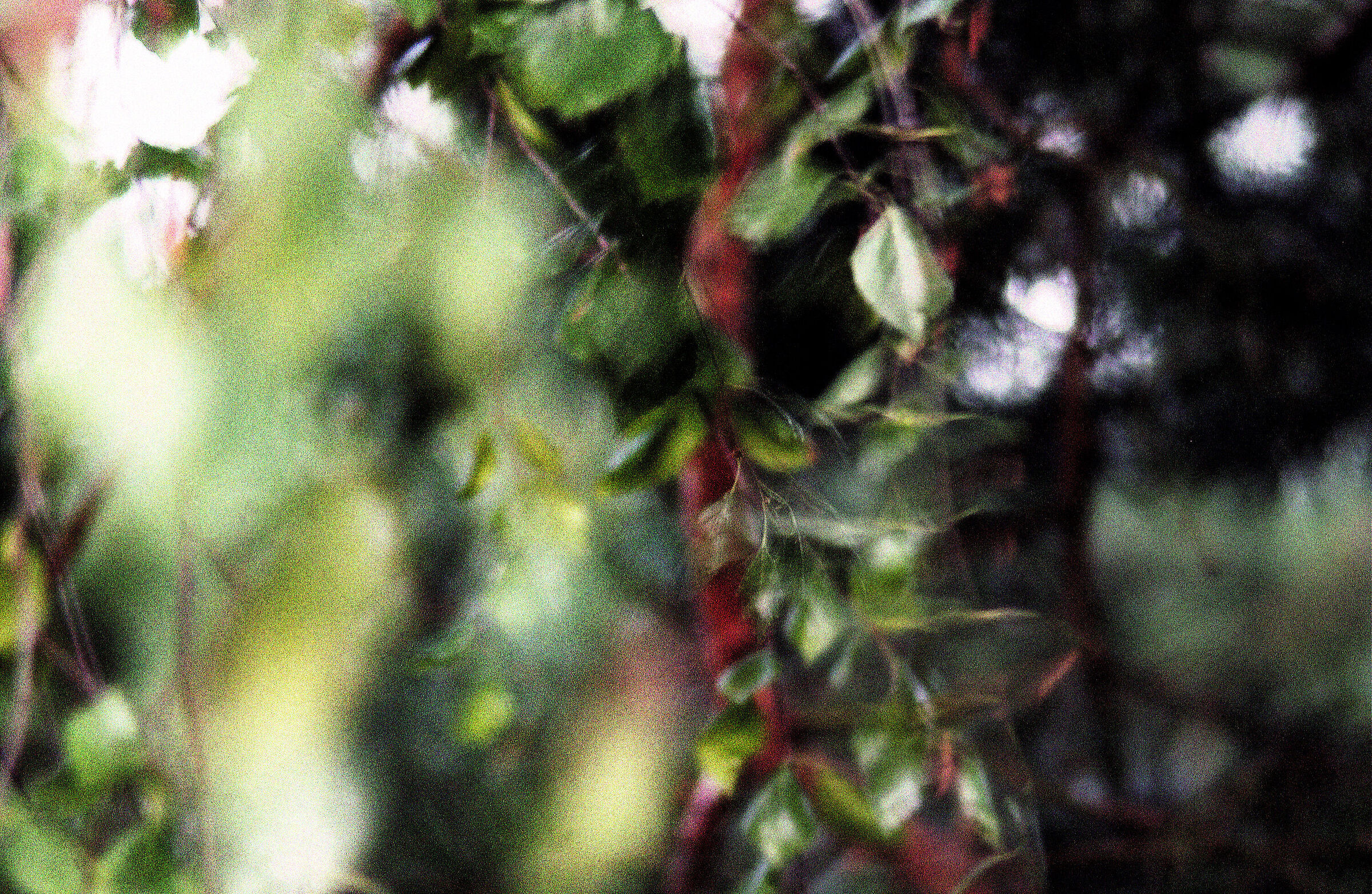 Branches_dark pattern