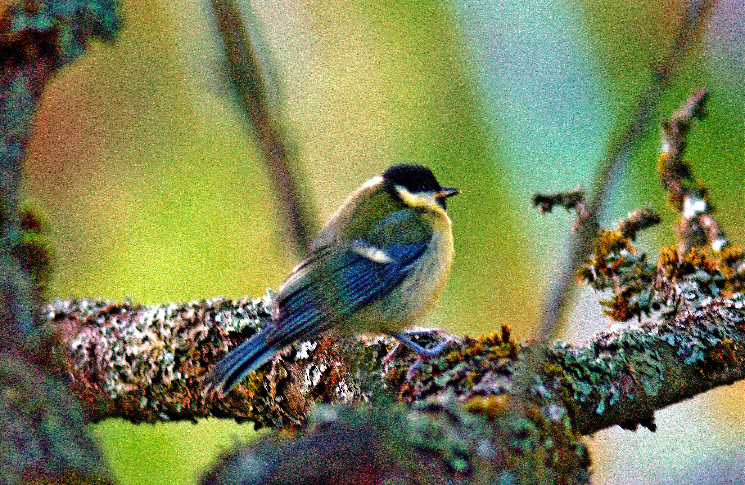 Chickadee