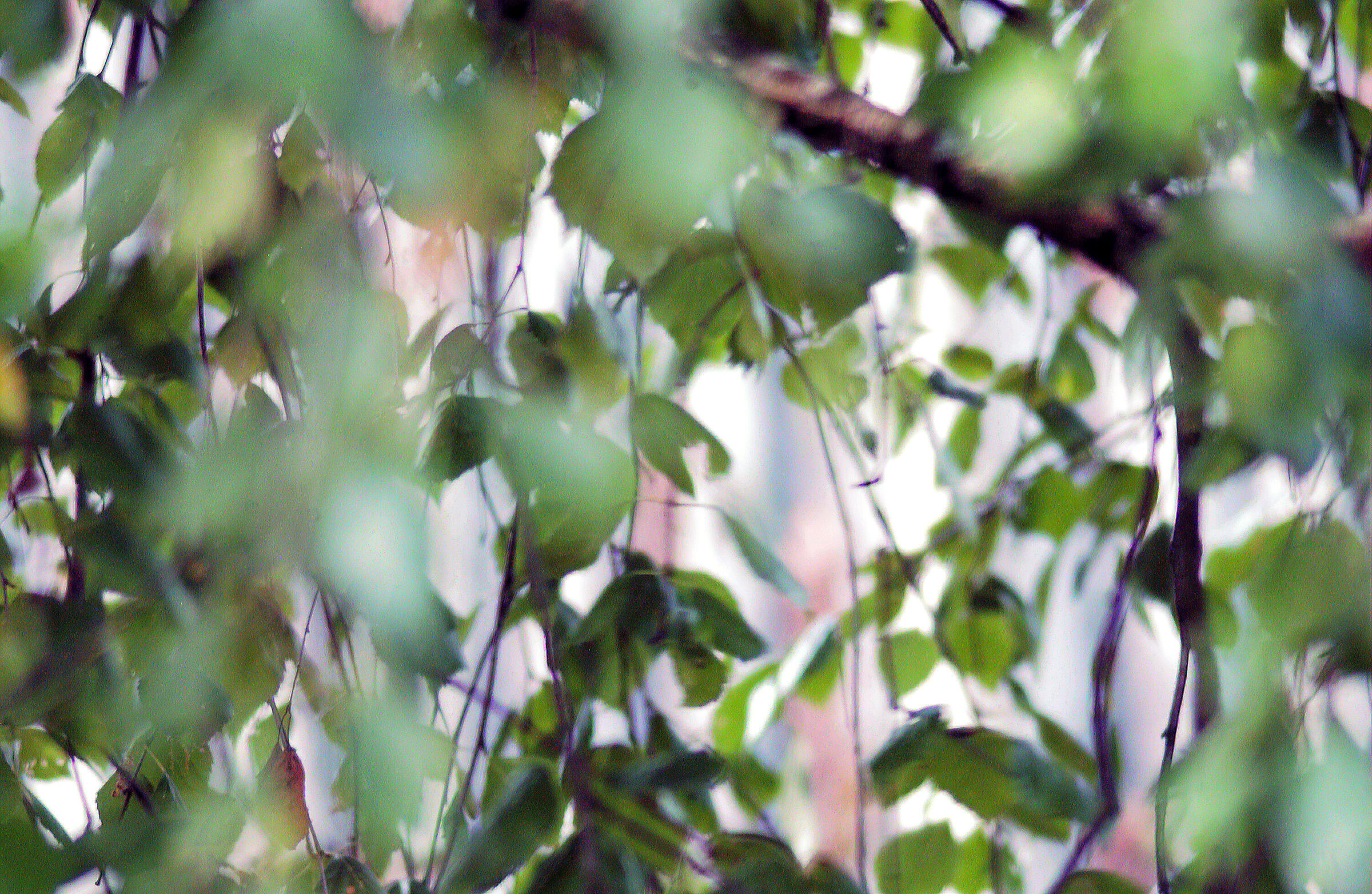 Branches_light pattern