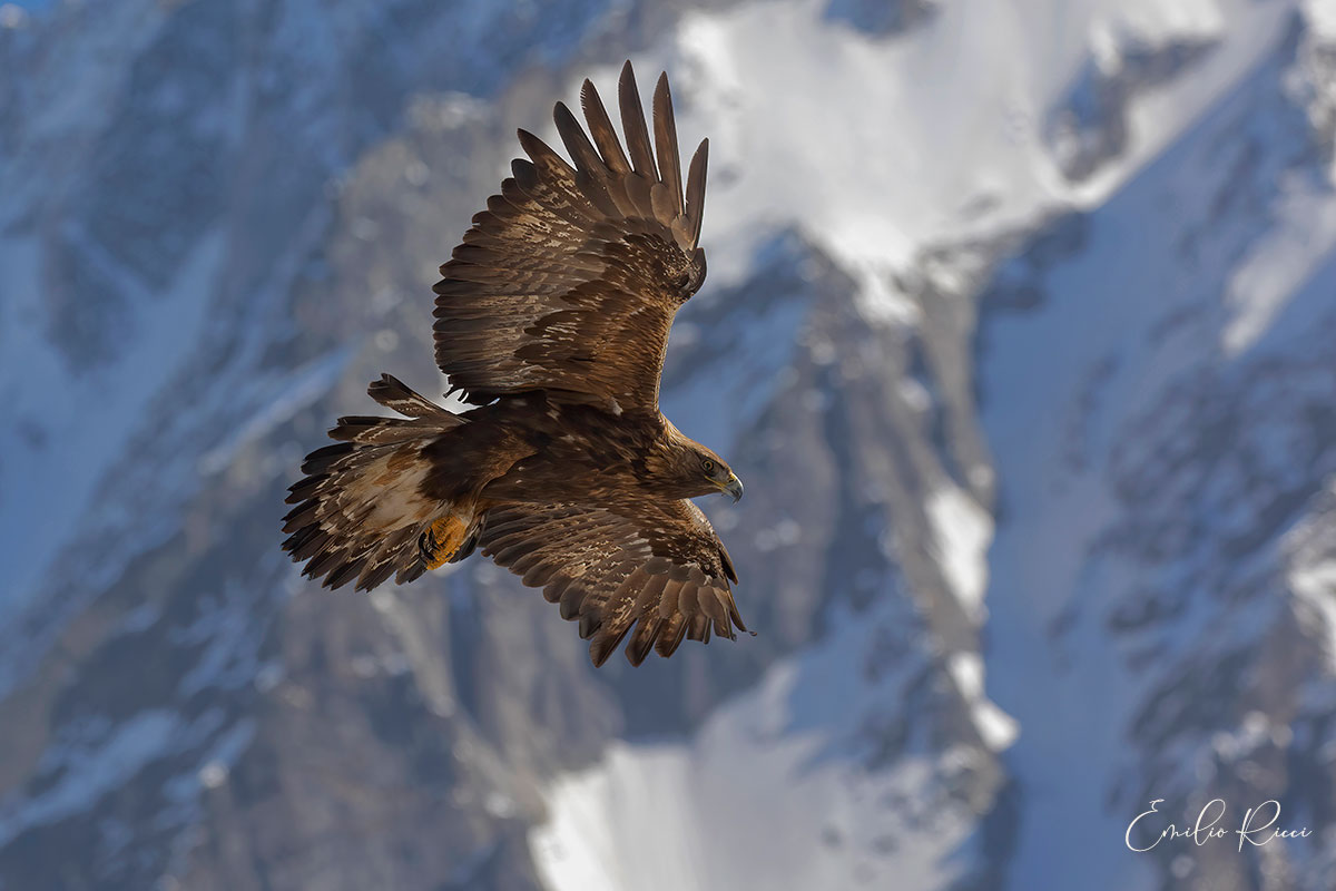 Aquila reale -Alpi Italiane-