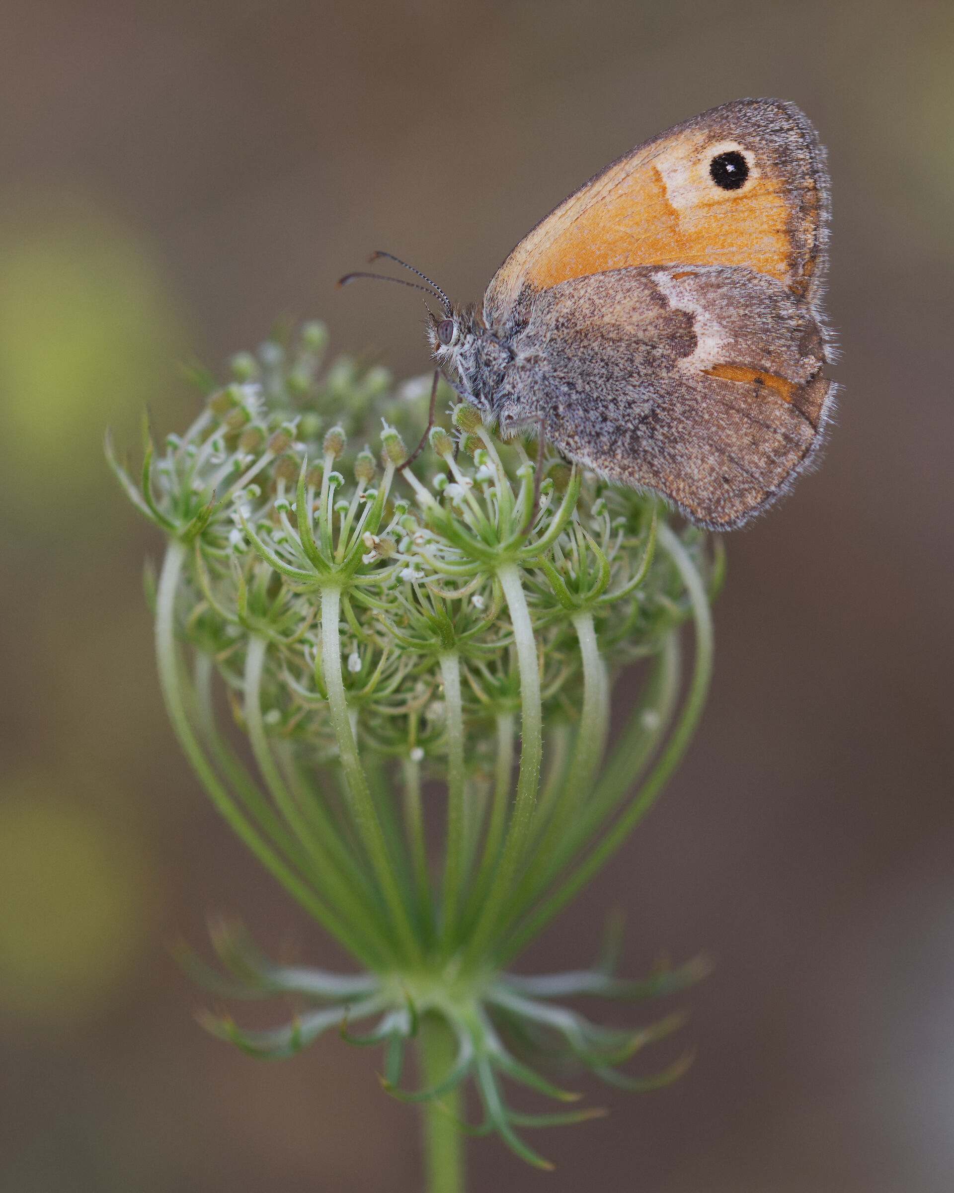 Maniola Jurtina