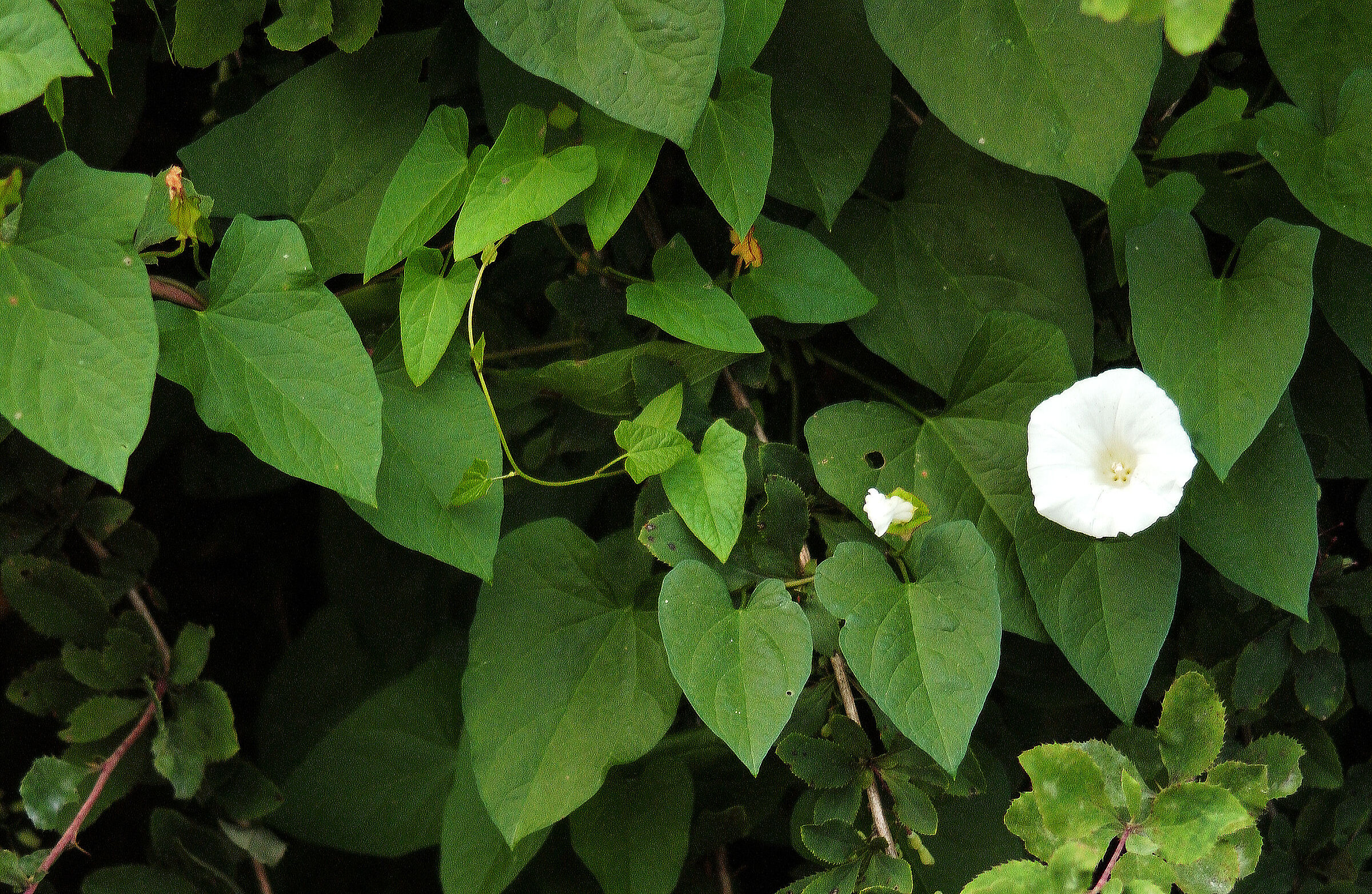 Bindweed