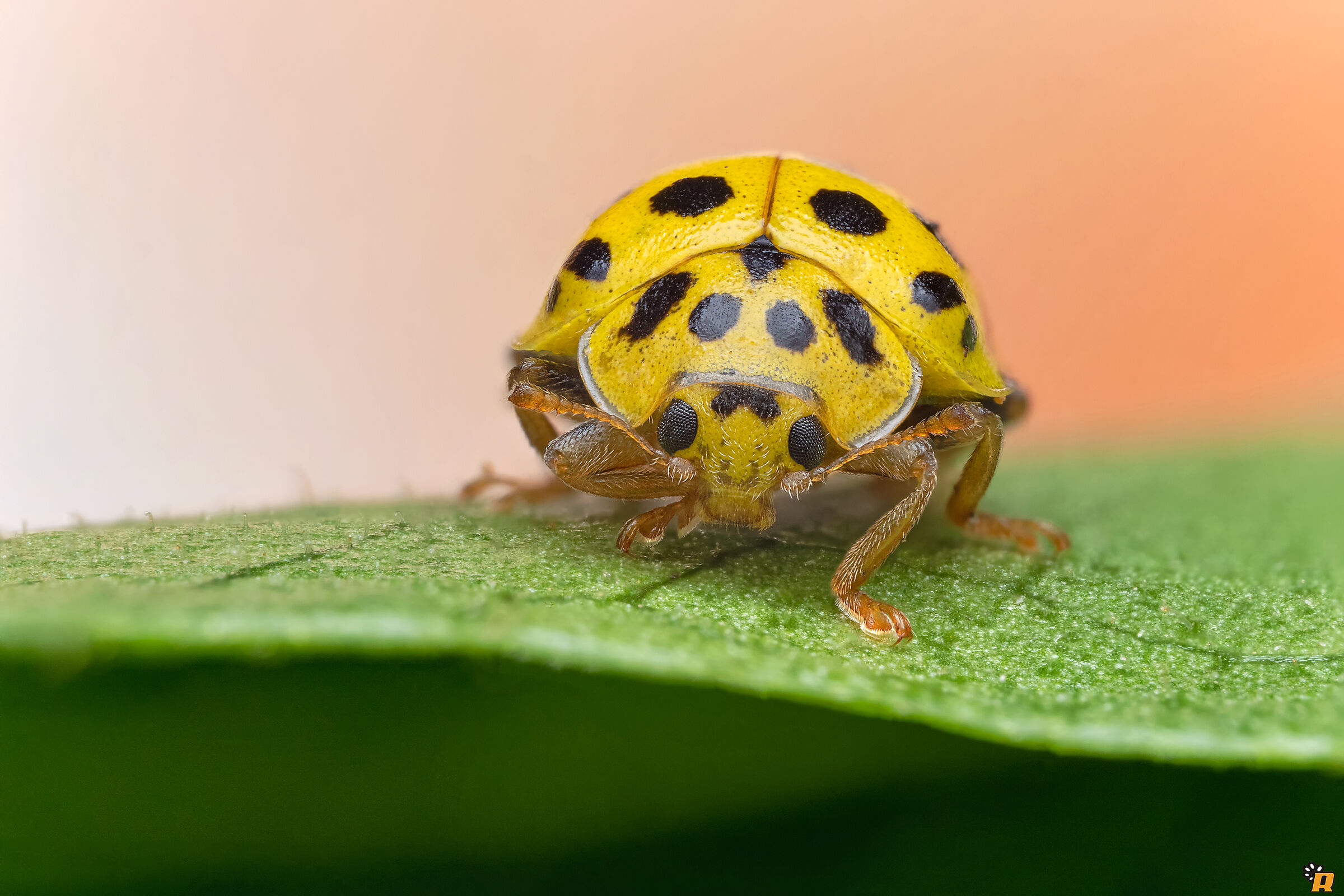 Small Yellow Ladybug